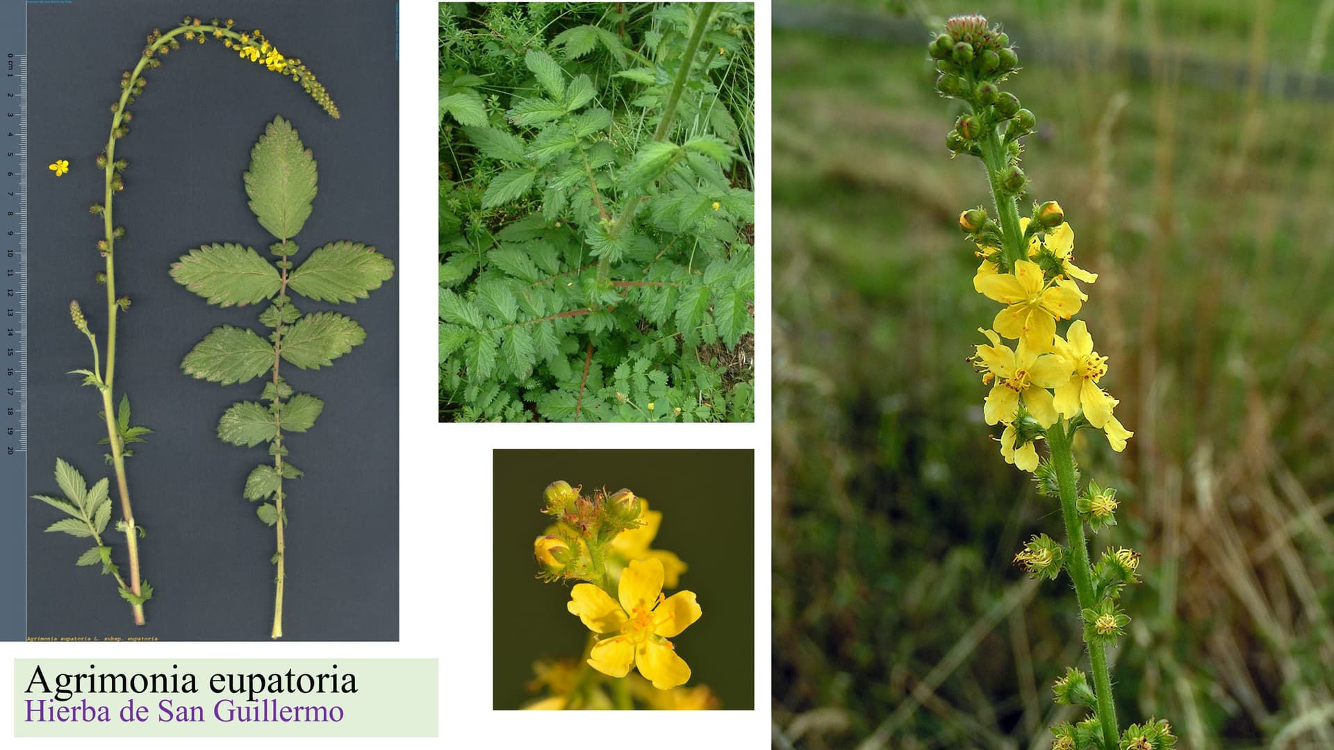 Agrimonia eupatoria