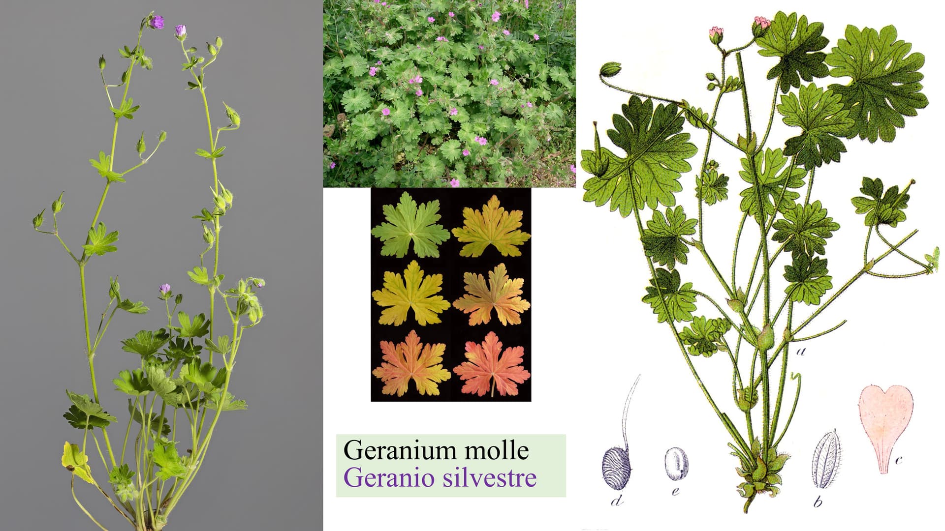 Geranium molle