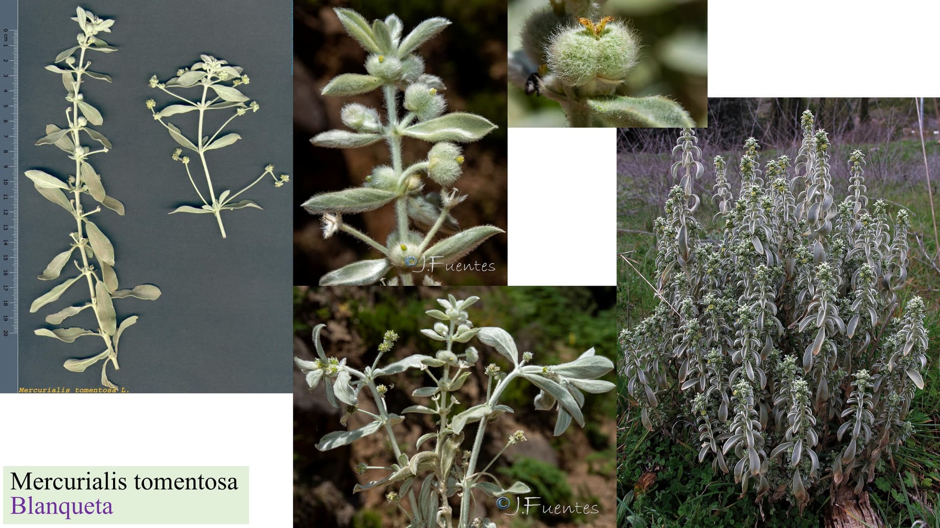 Mercurialis tomentosa