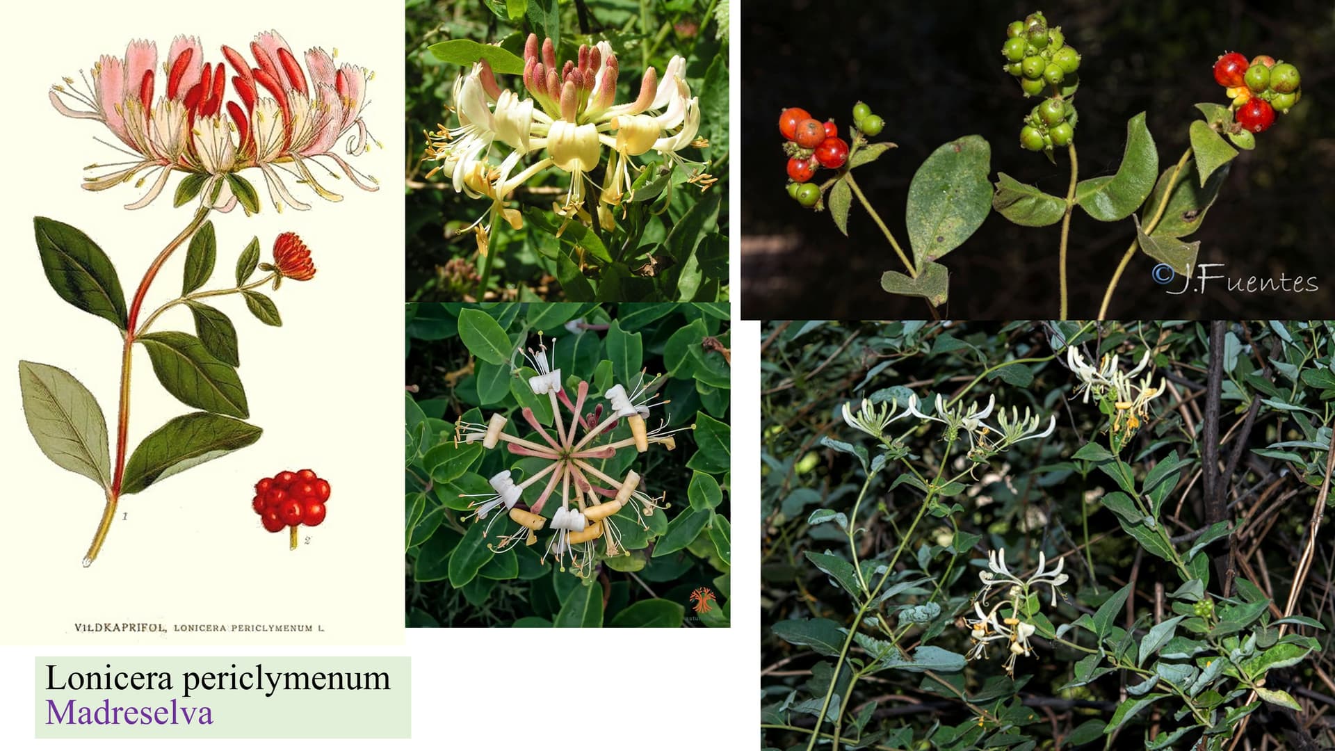 Lonicera periclymenum