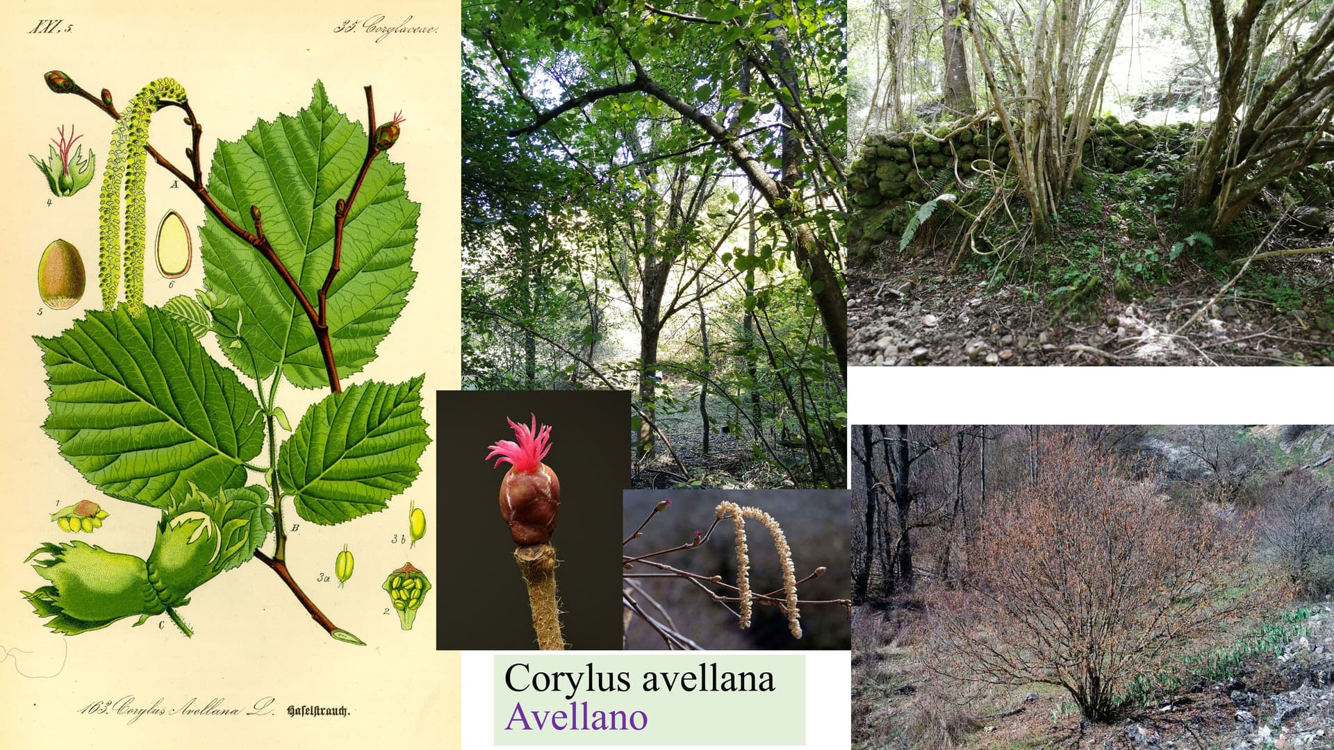 Corylus avellana