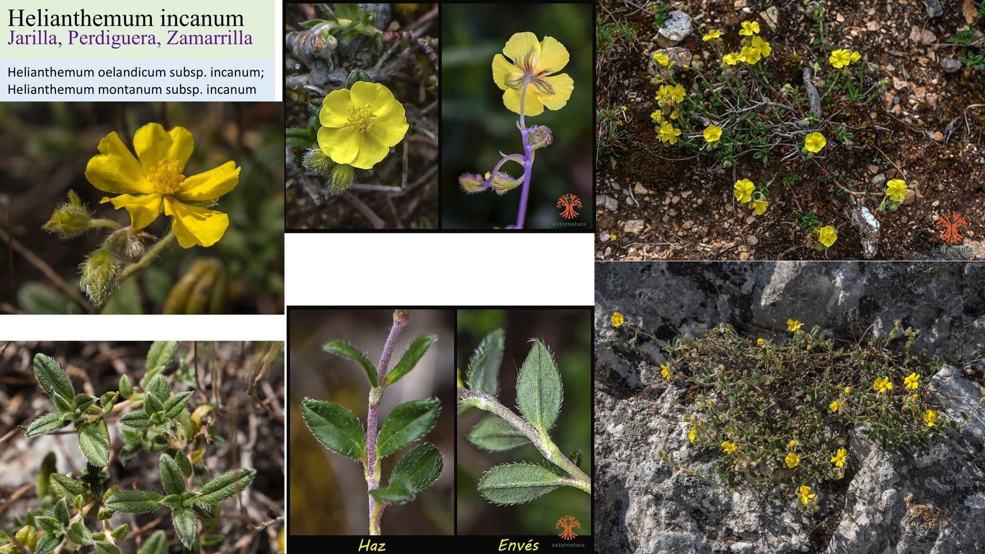 Helianthemum incanum