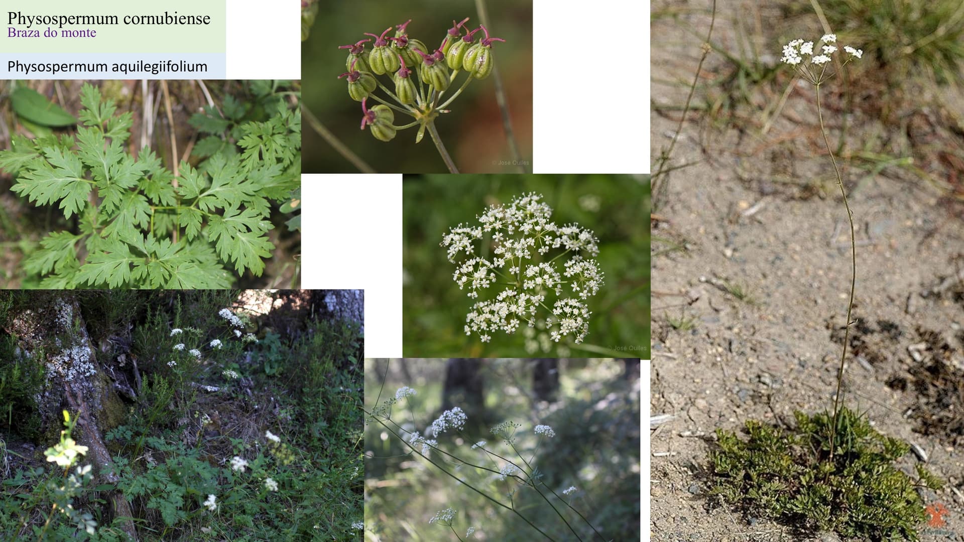 Physospermum cornubiense