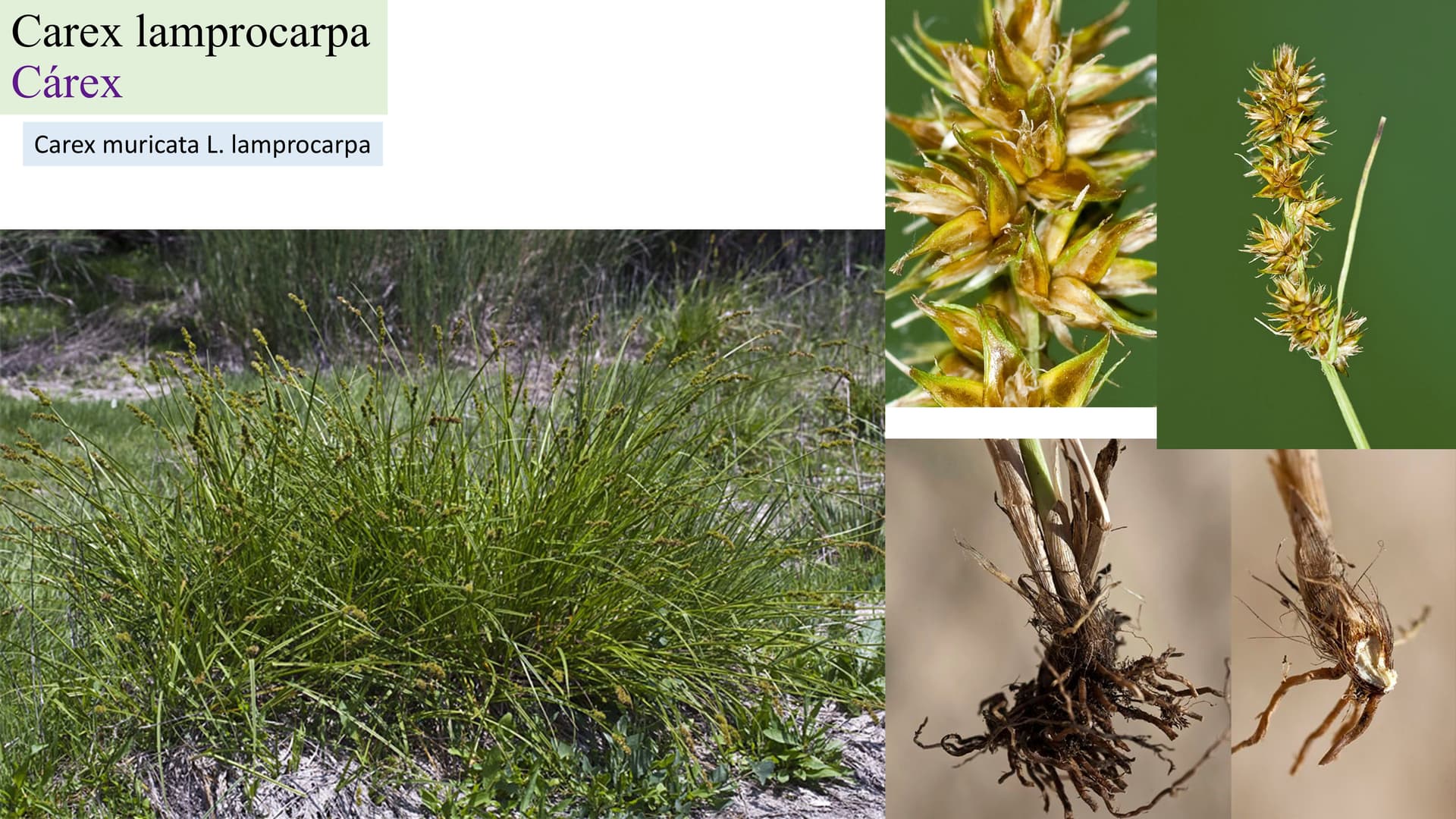 Carex lamprocarpa