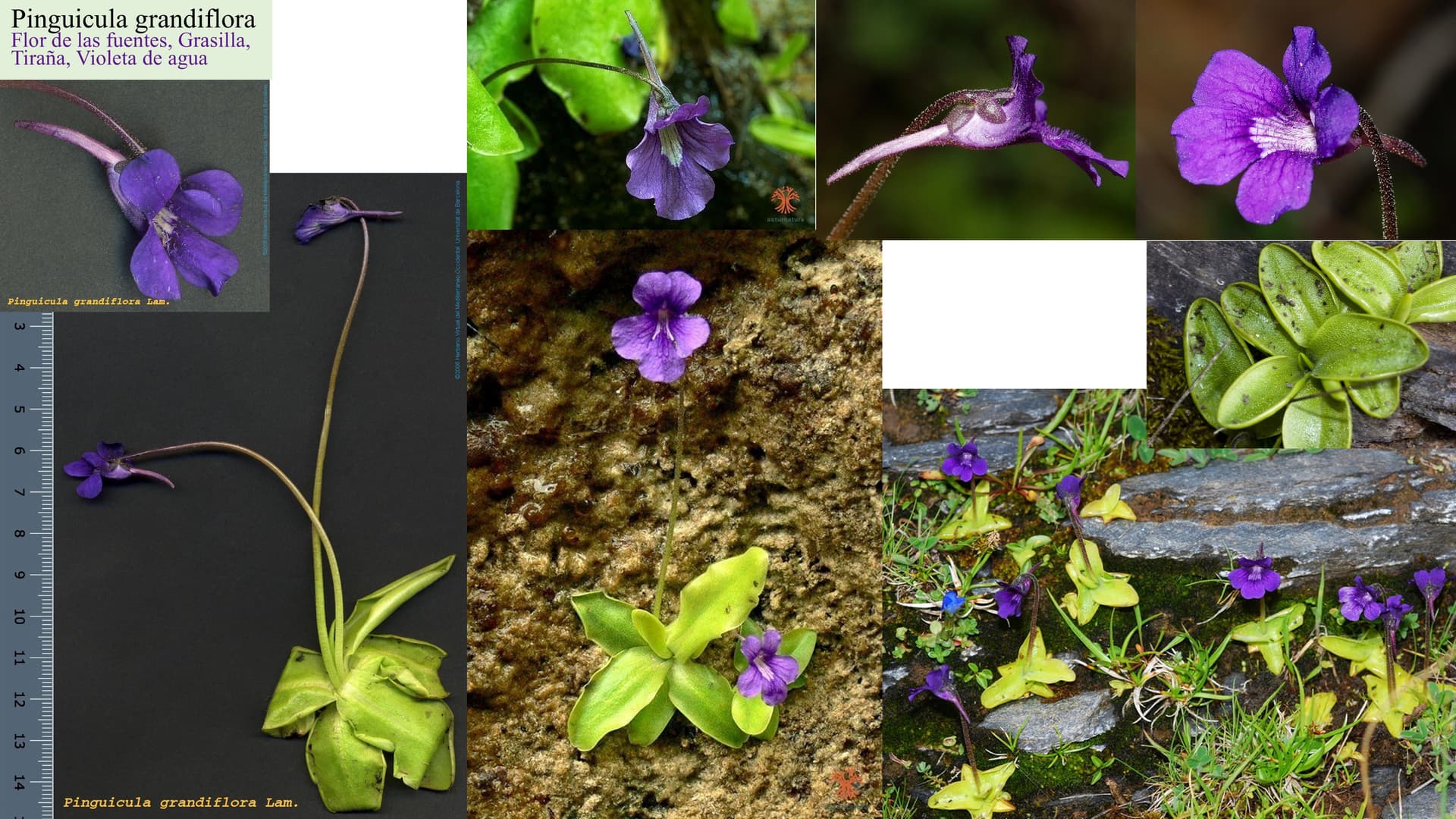 Pinguicula grandiflora