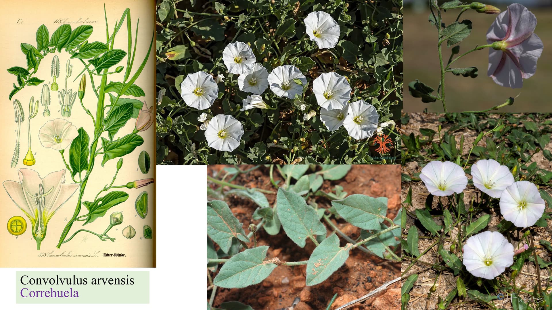 Convolvulus arvensis