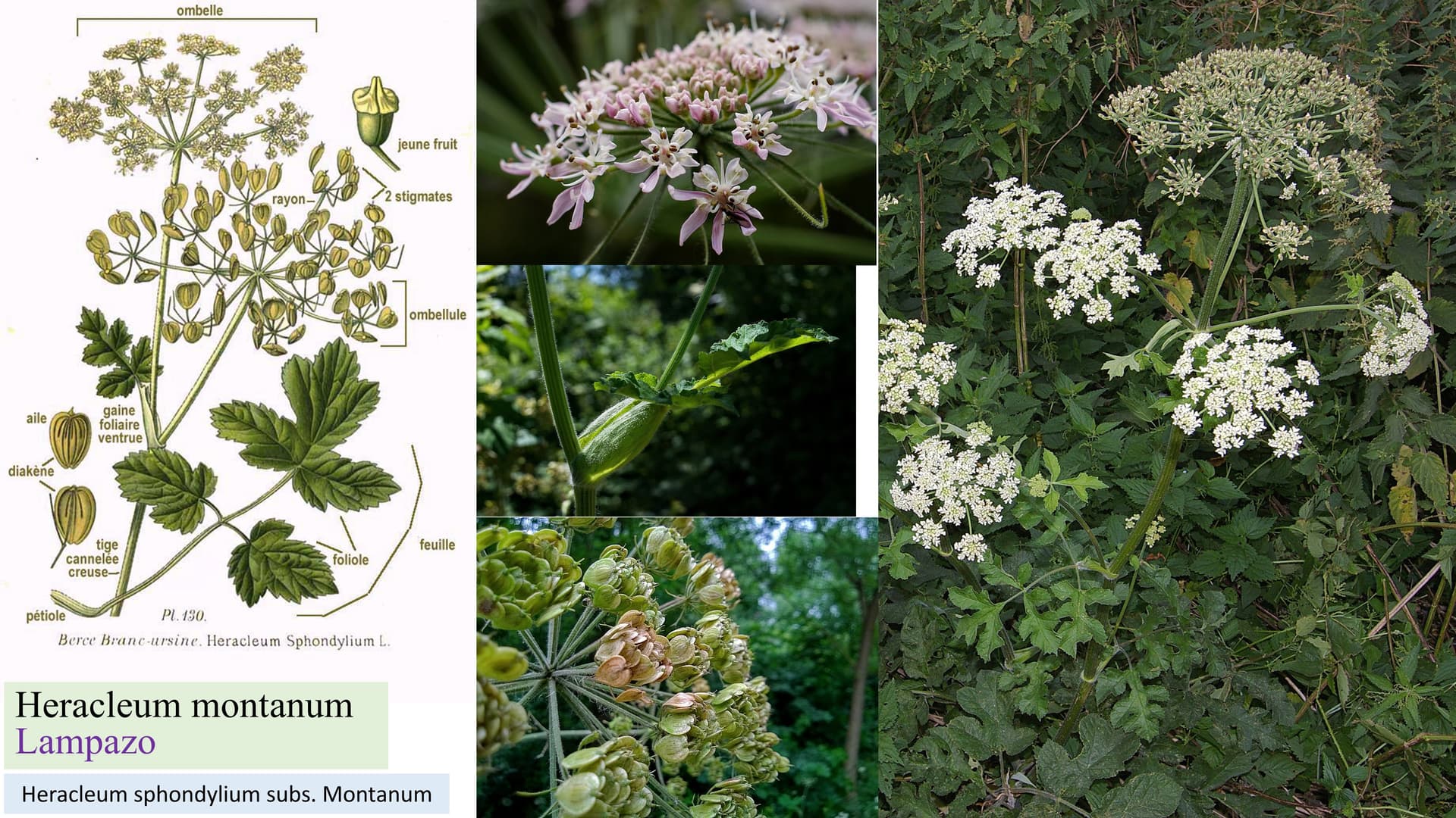 Heracleum montanum