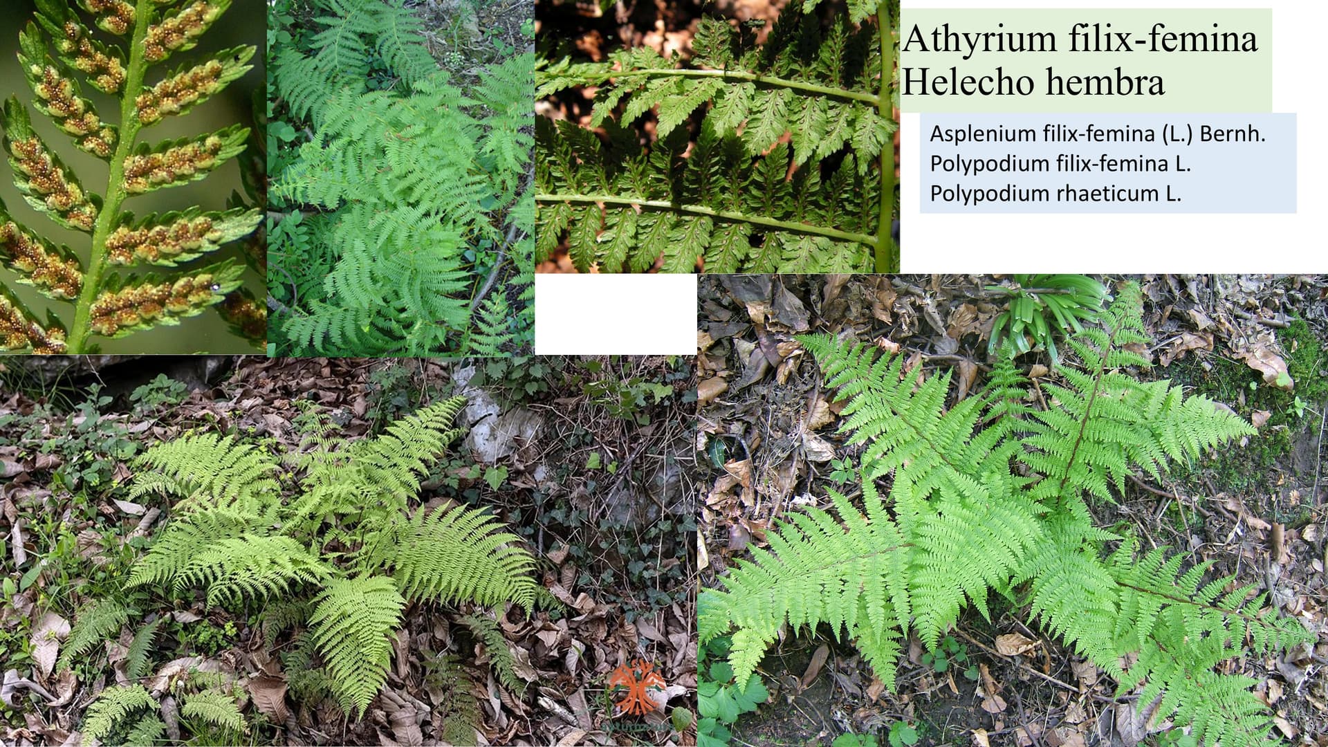 Athyrium filix-femina