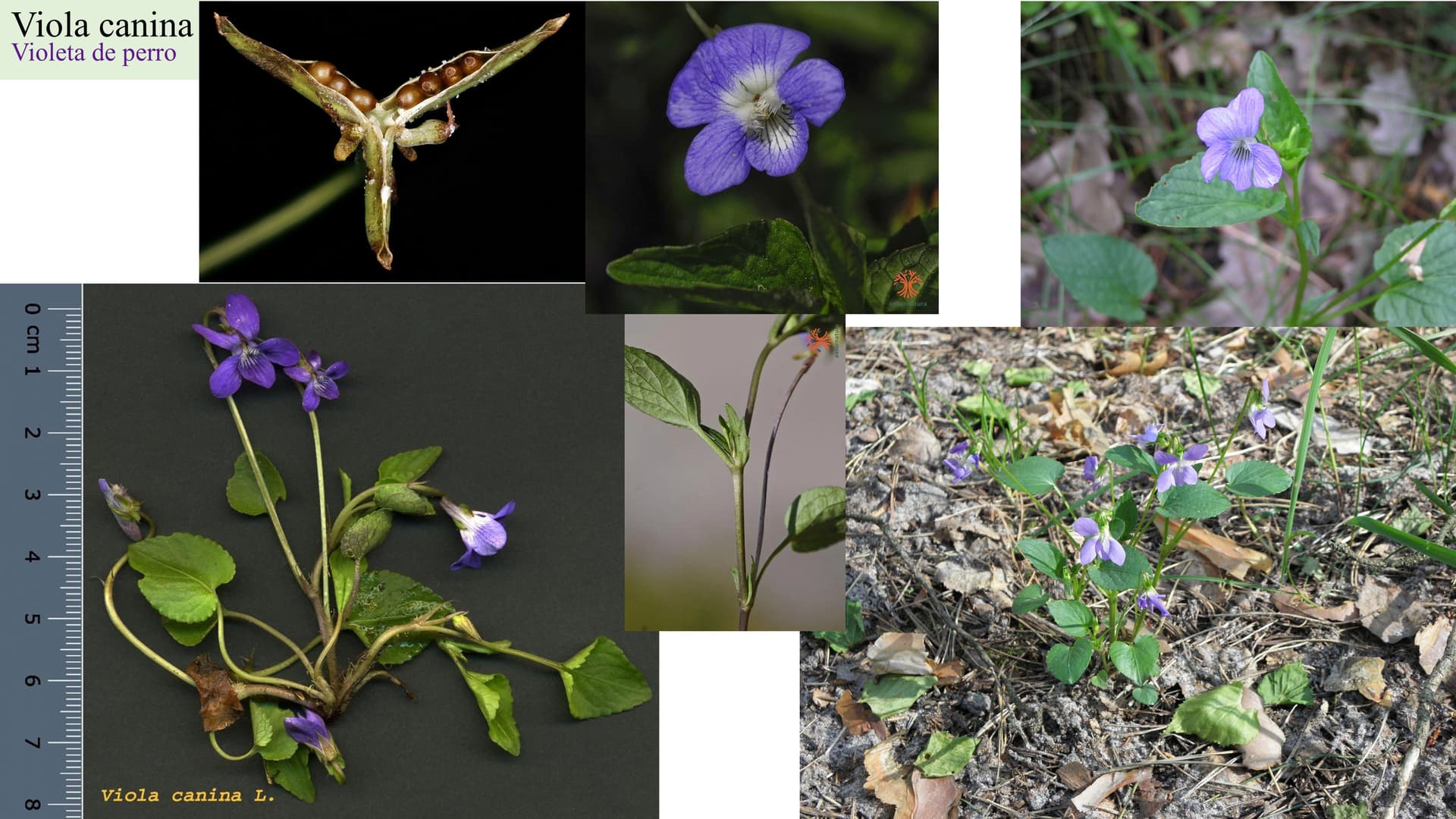 Viola canina