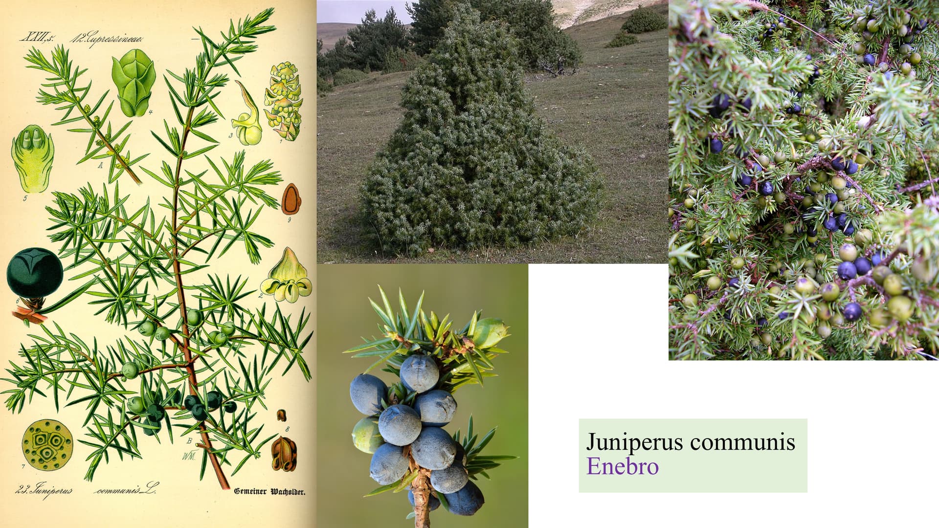 Juniperus communis