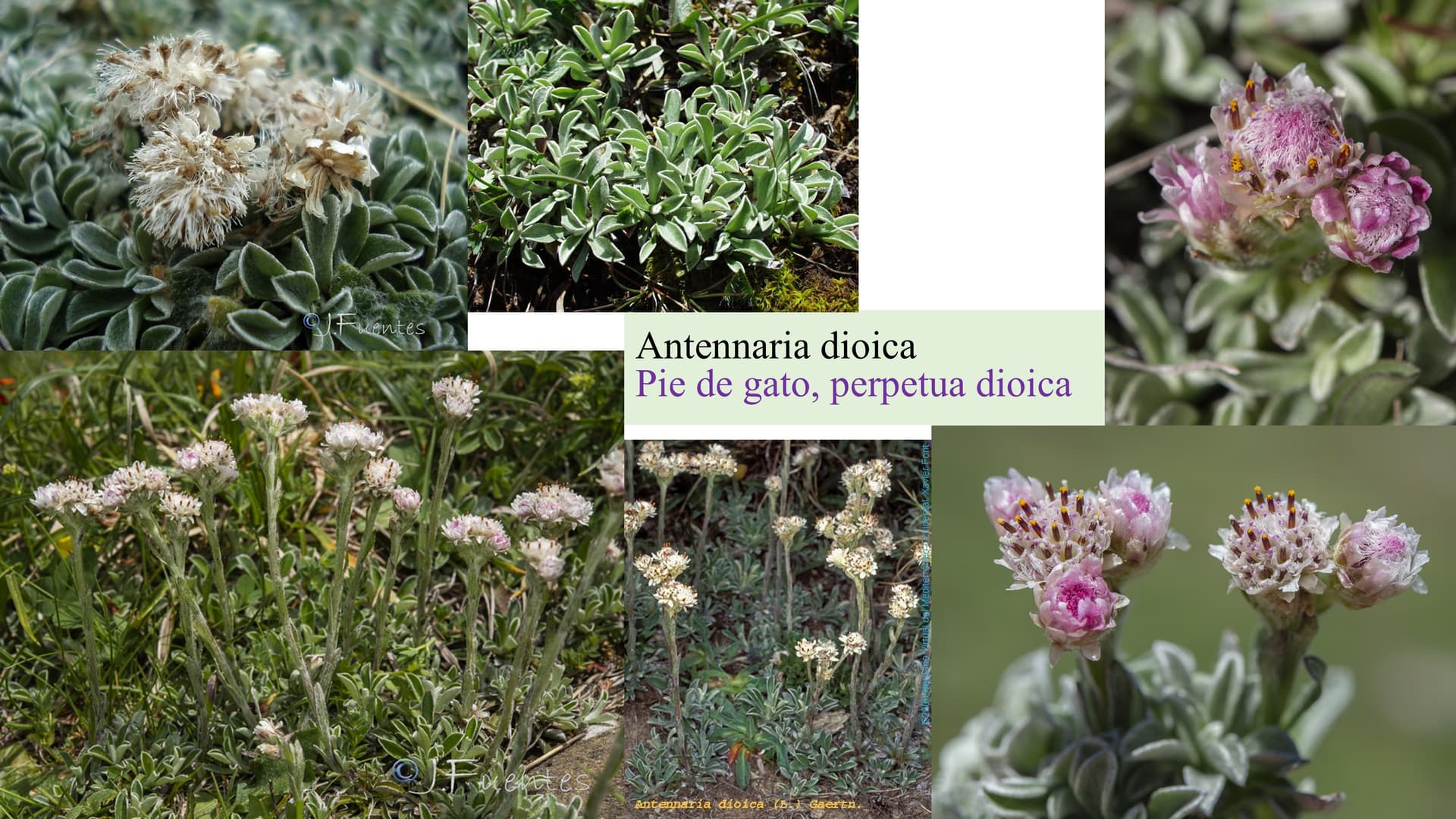 Antennaria dioica