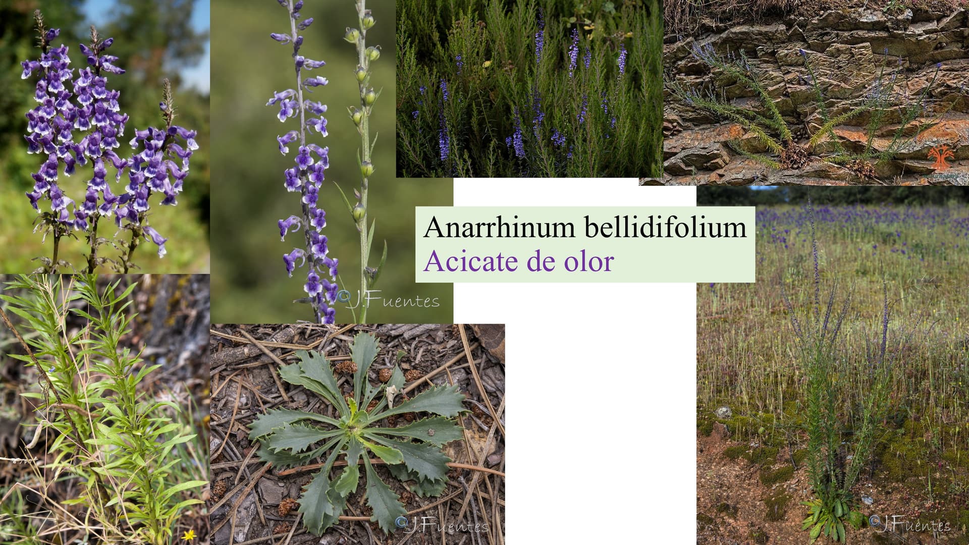 Anarrhinum bellidifolium