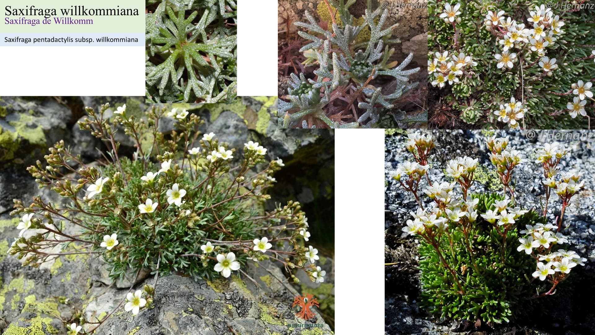 Saxifraga willkommiana