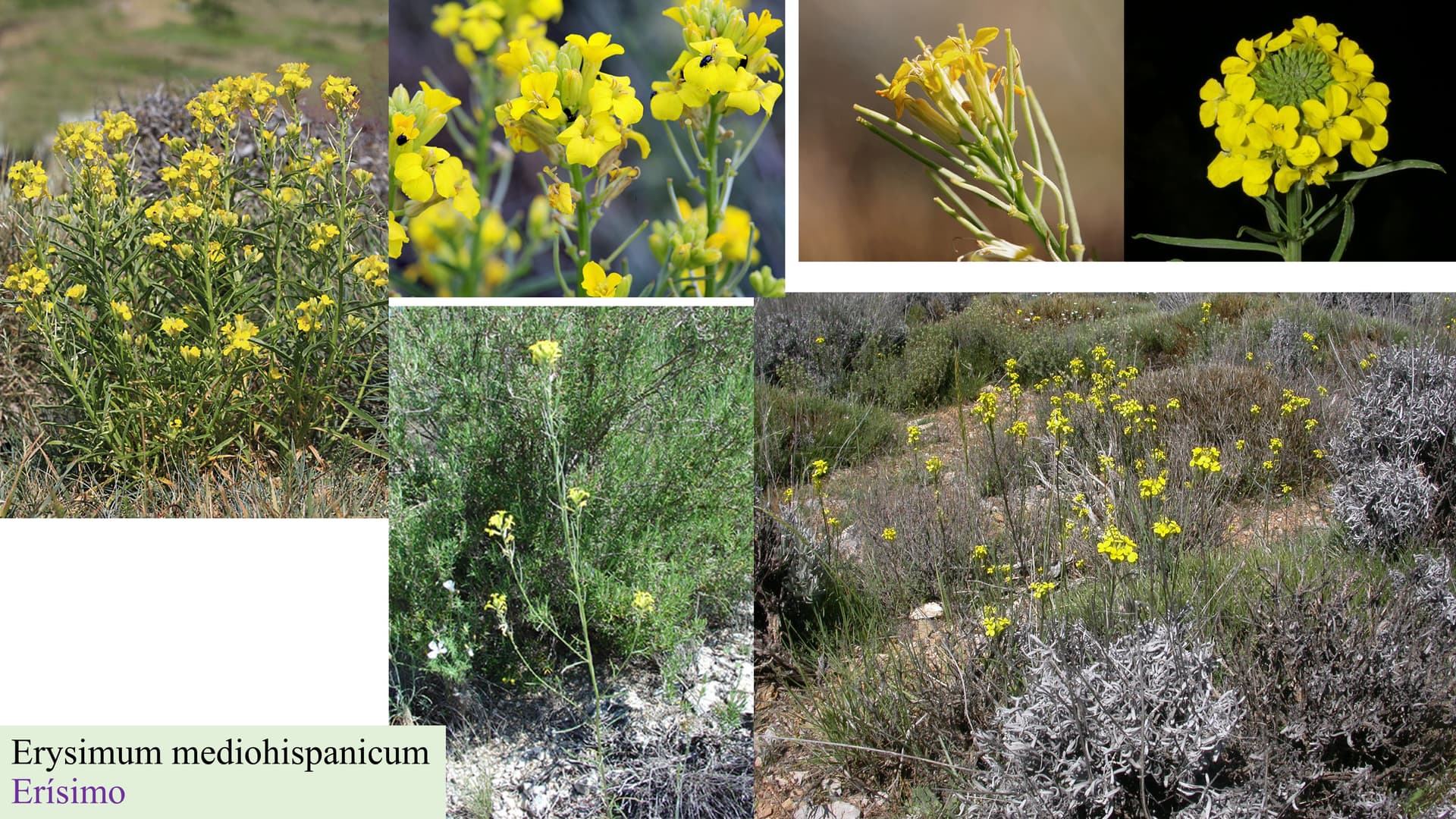 Erysimum mediohispanicum