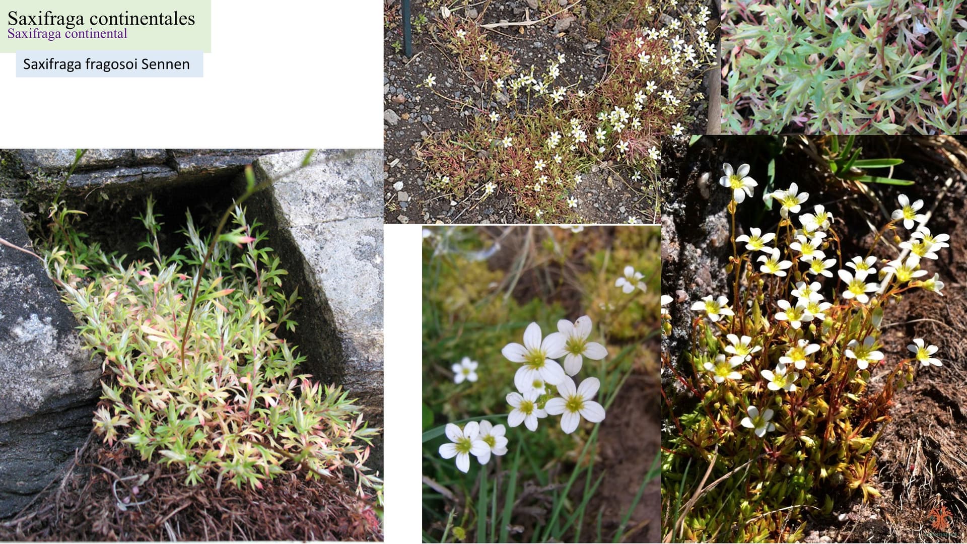 Saxifraga continentalis