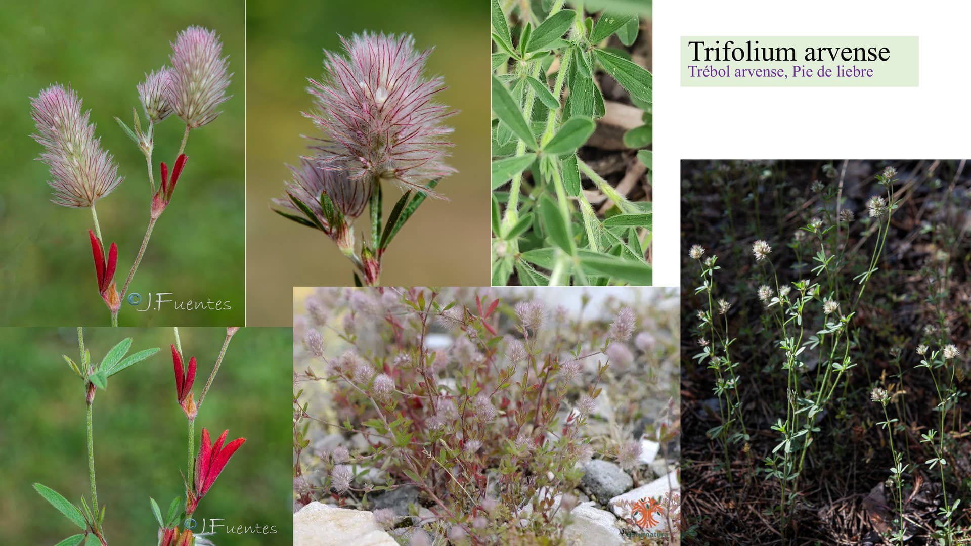 Trifolium arvense