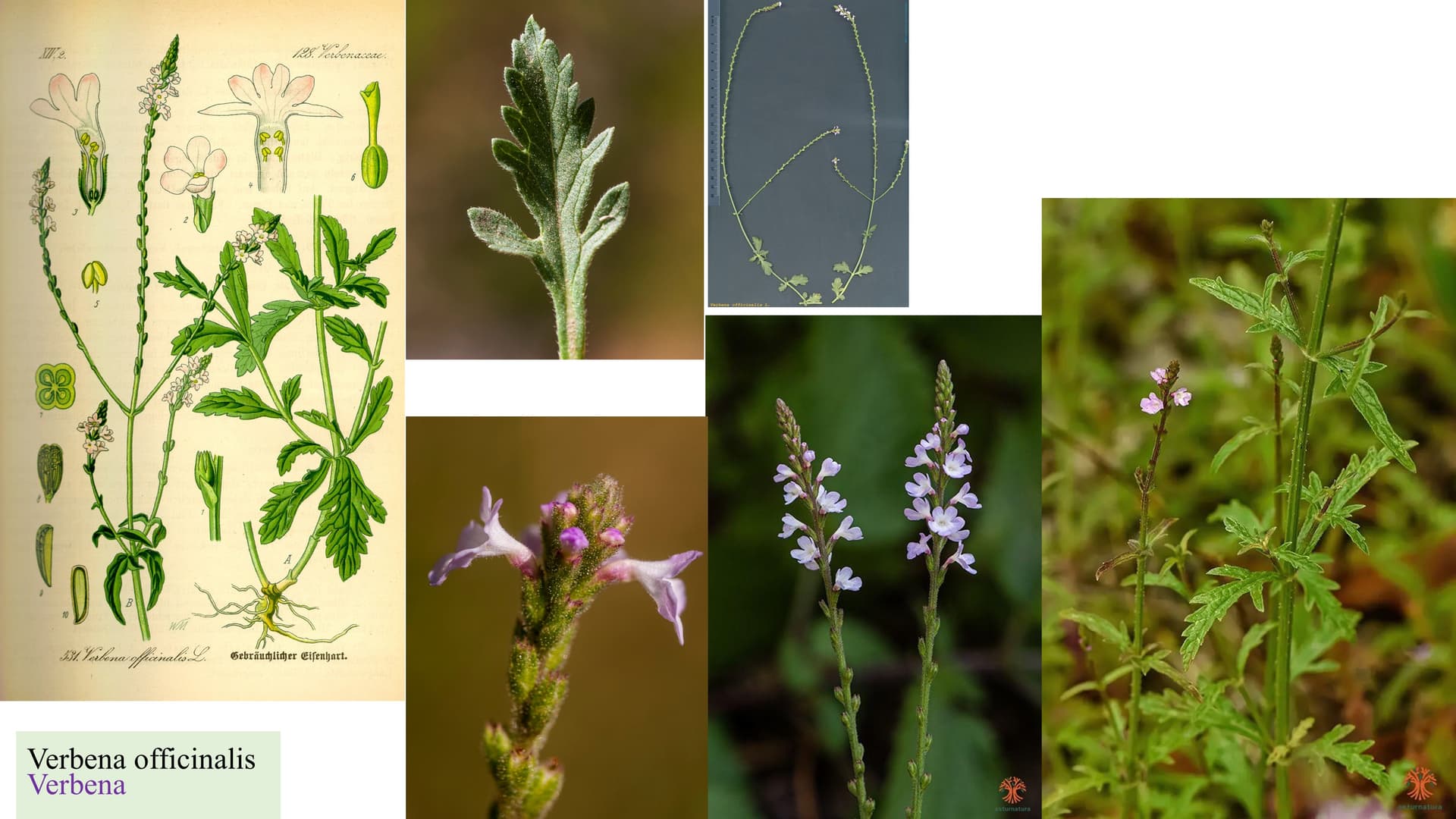 Verbena officinalis