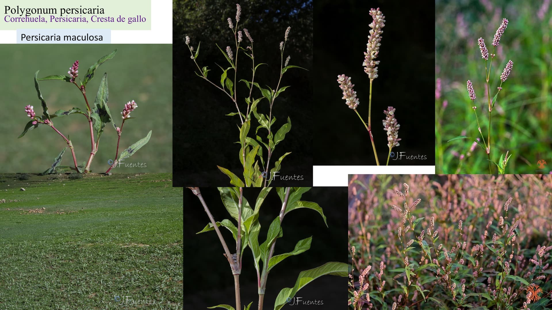 Polygonum persicaria