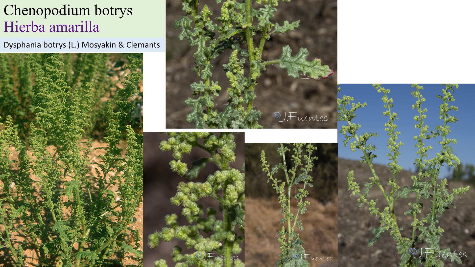 Chenopodium botrys