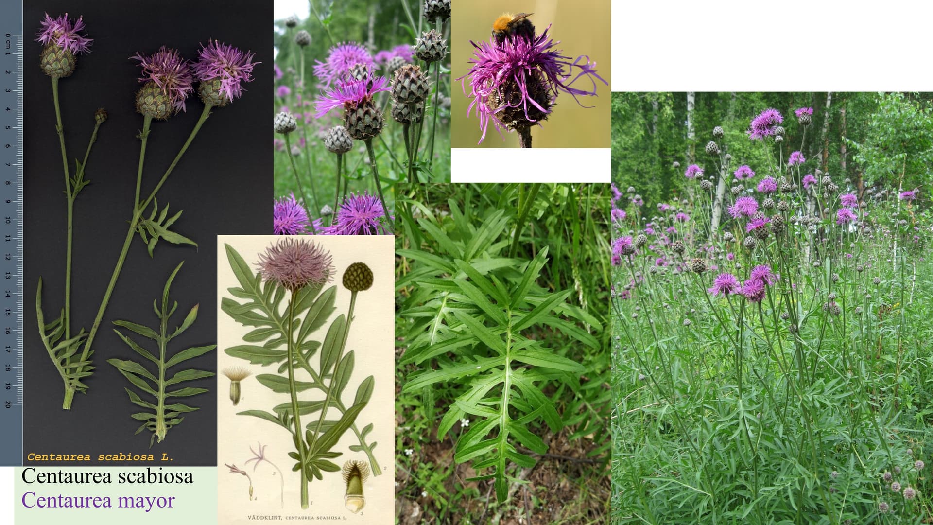 Centaurea scabiosa