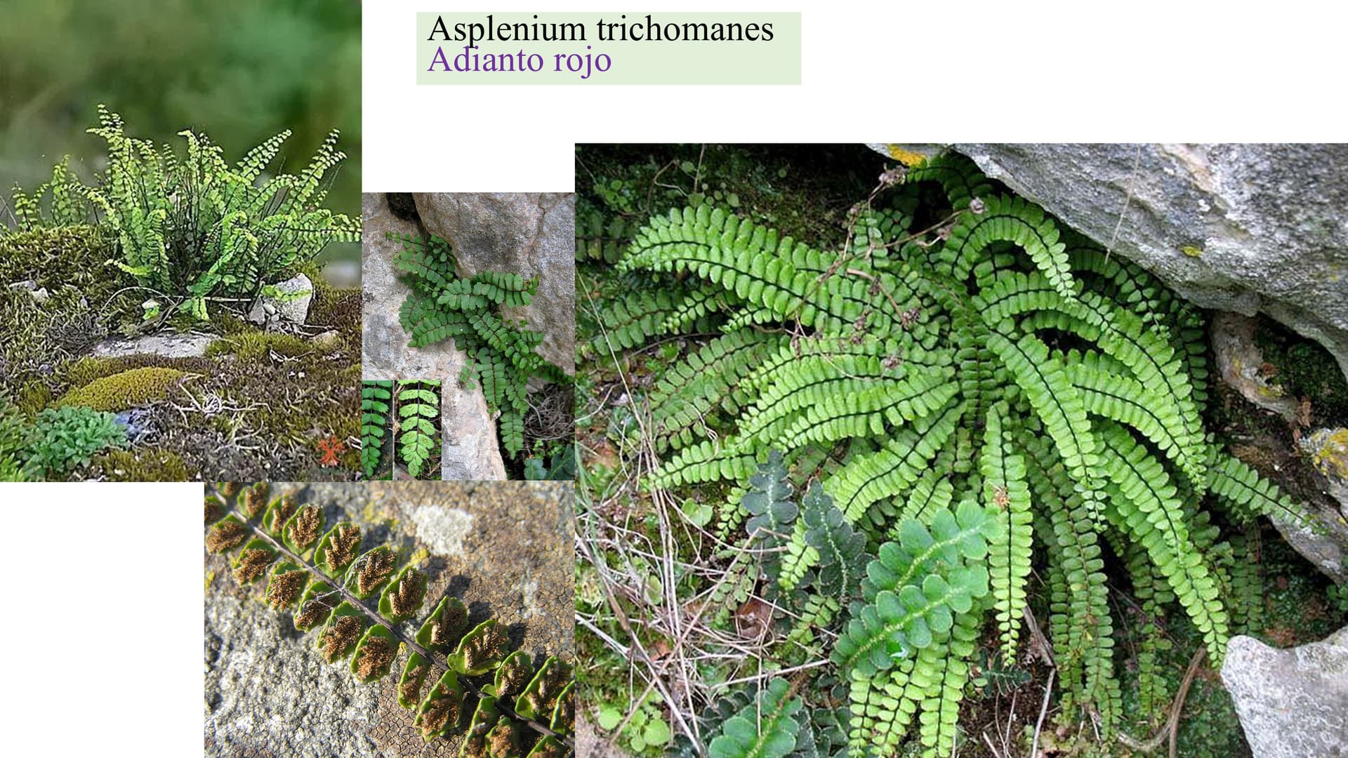 Asplenium trichomanes