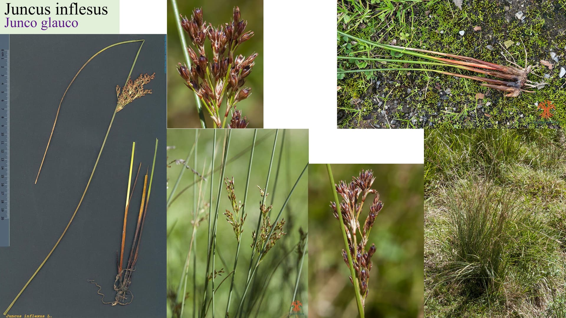 Juncus inflexus