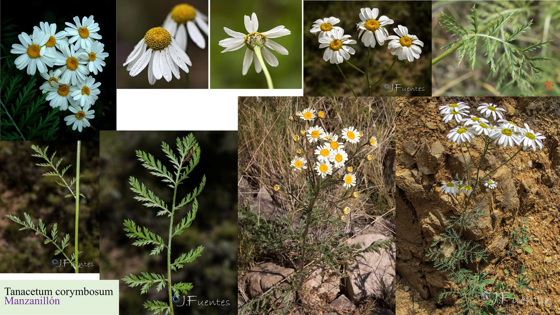 Tanacetum corymbosum