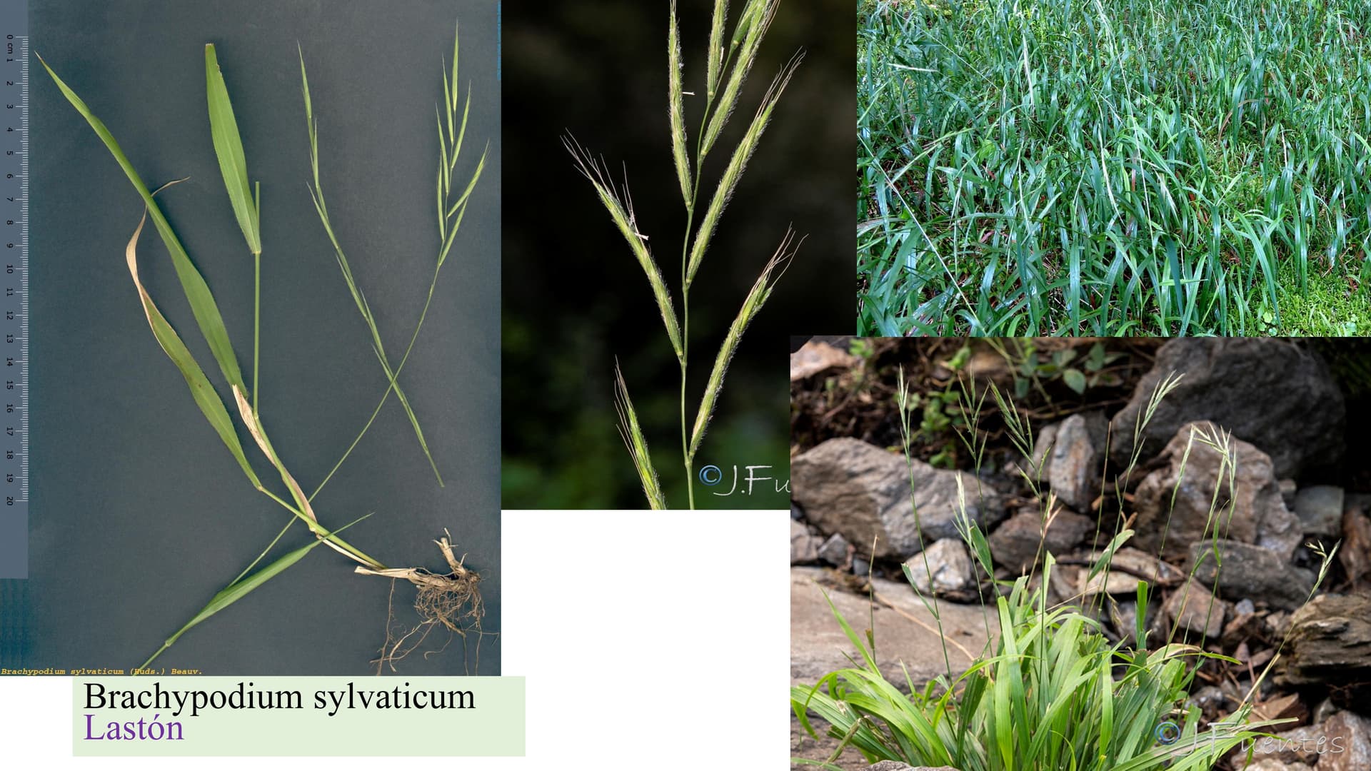 Brachypodium sylvaticum