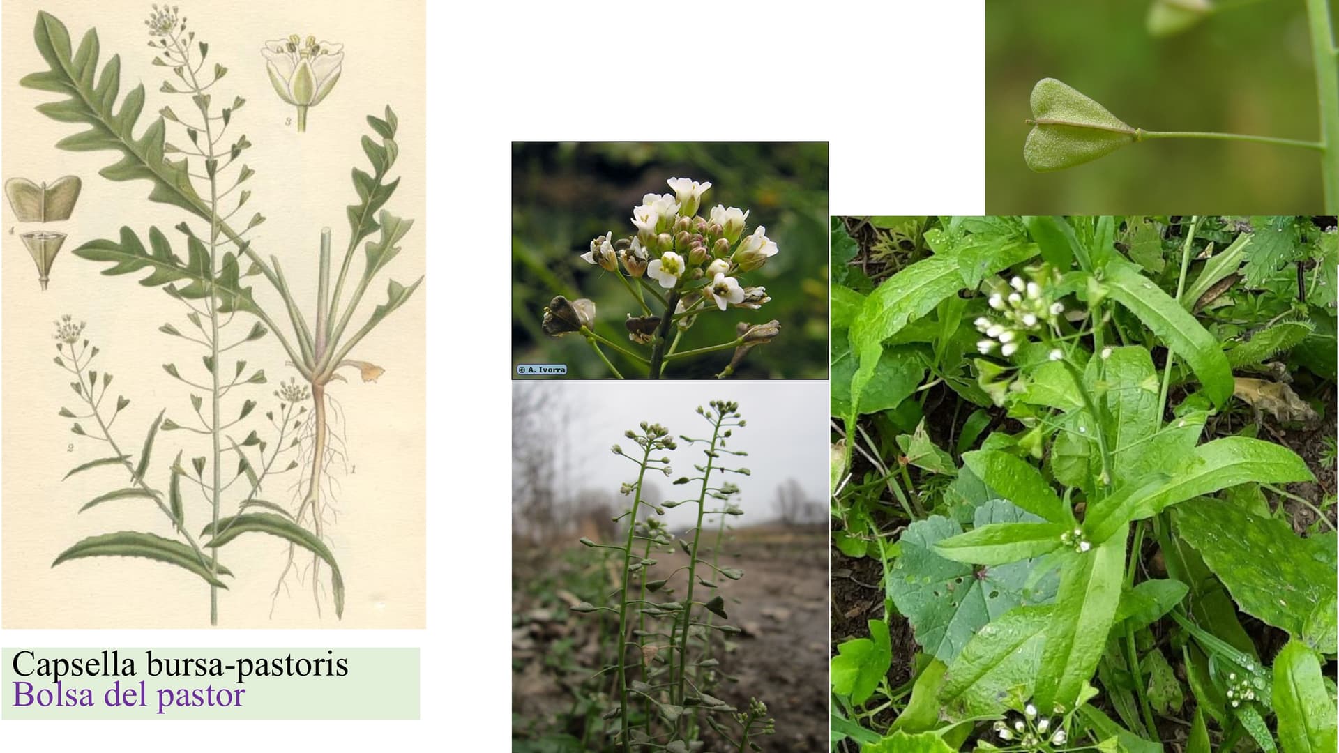 Capsella bursa-pastoris