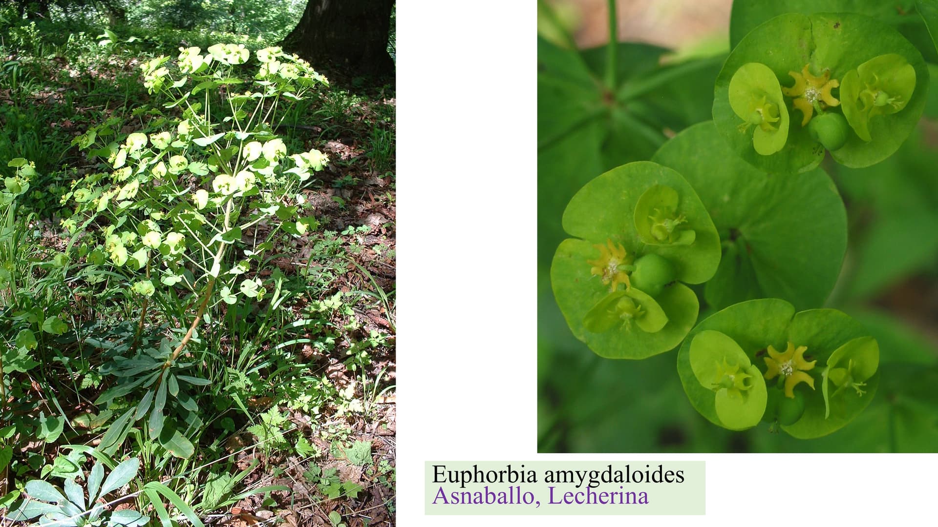 Euphorbia amygdaloides