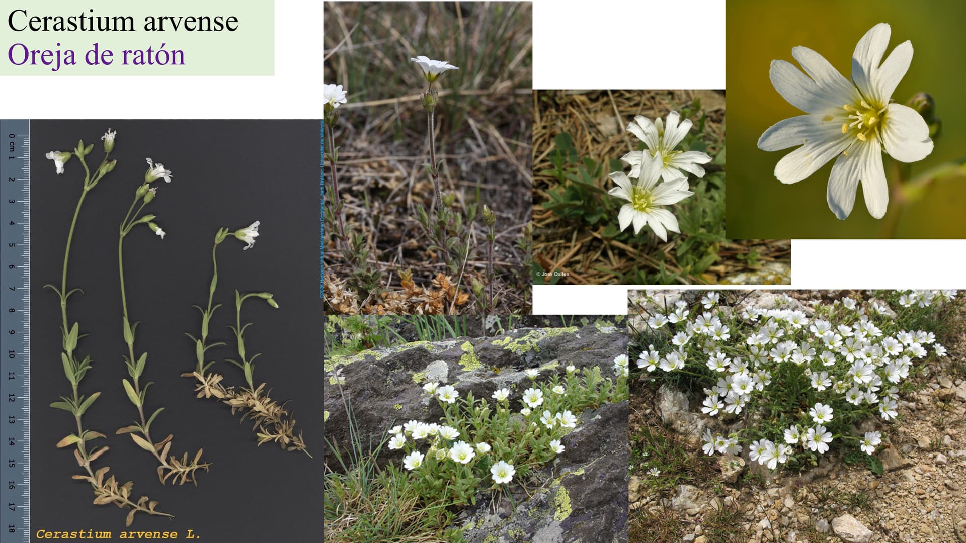 Cerastium arvense