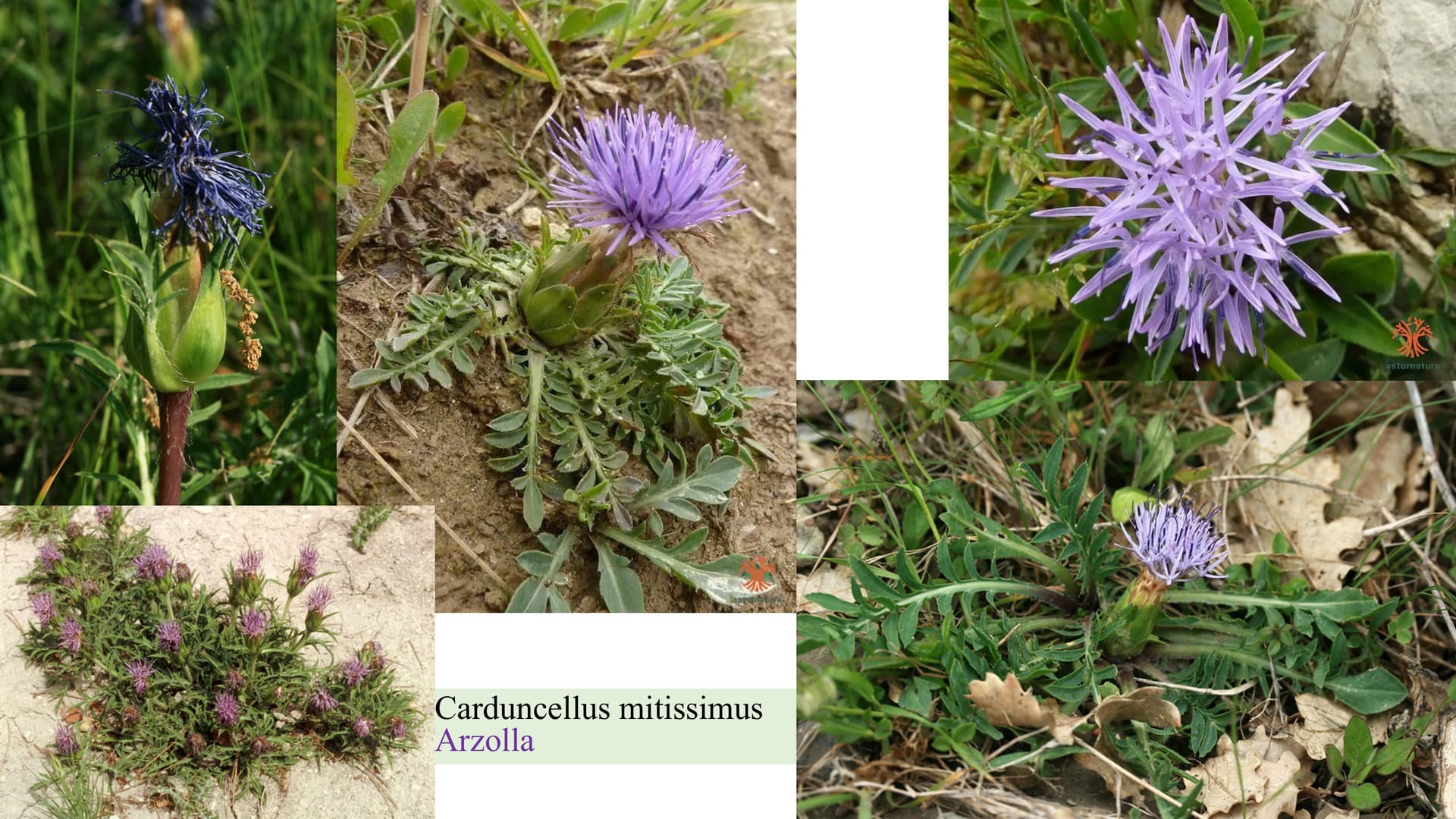 Carduncellus mitissimus