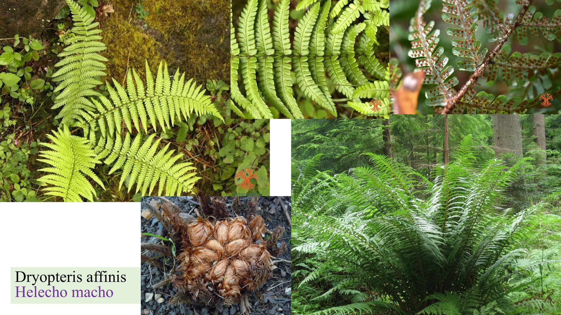 Dryopteris affinis