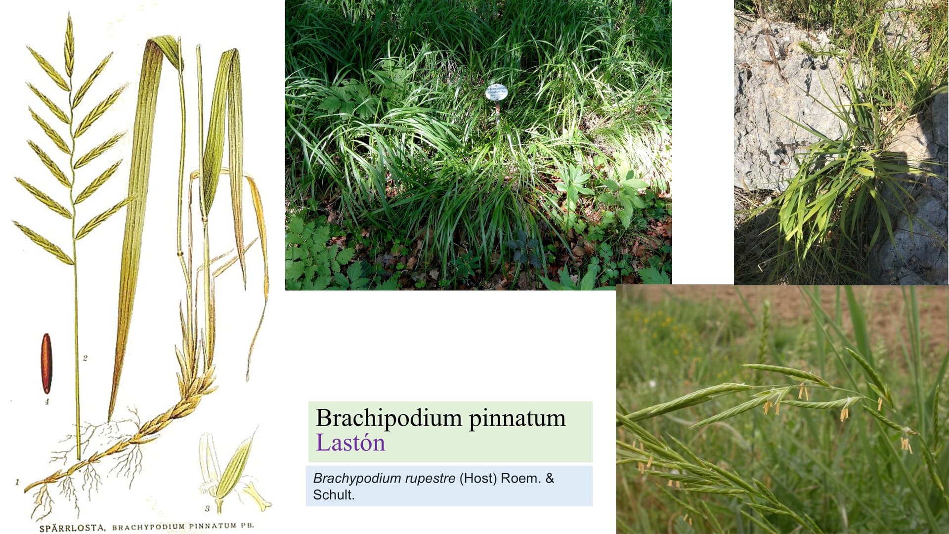 Brachypodium pinnatum