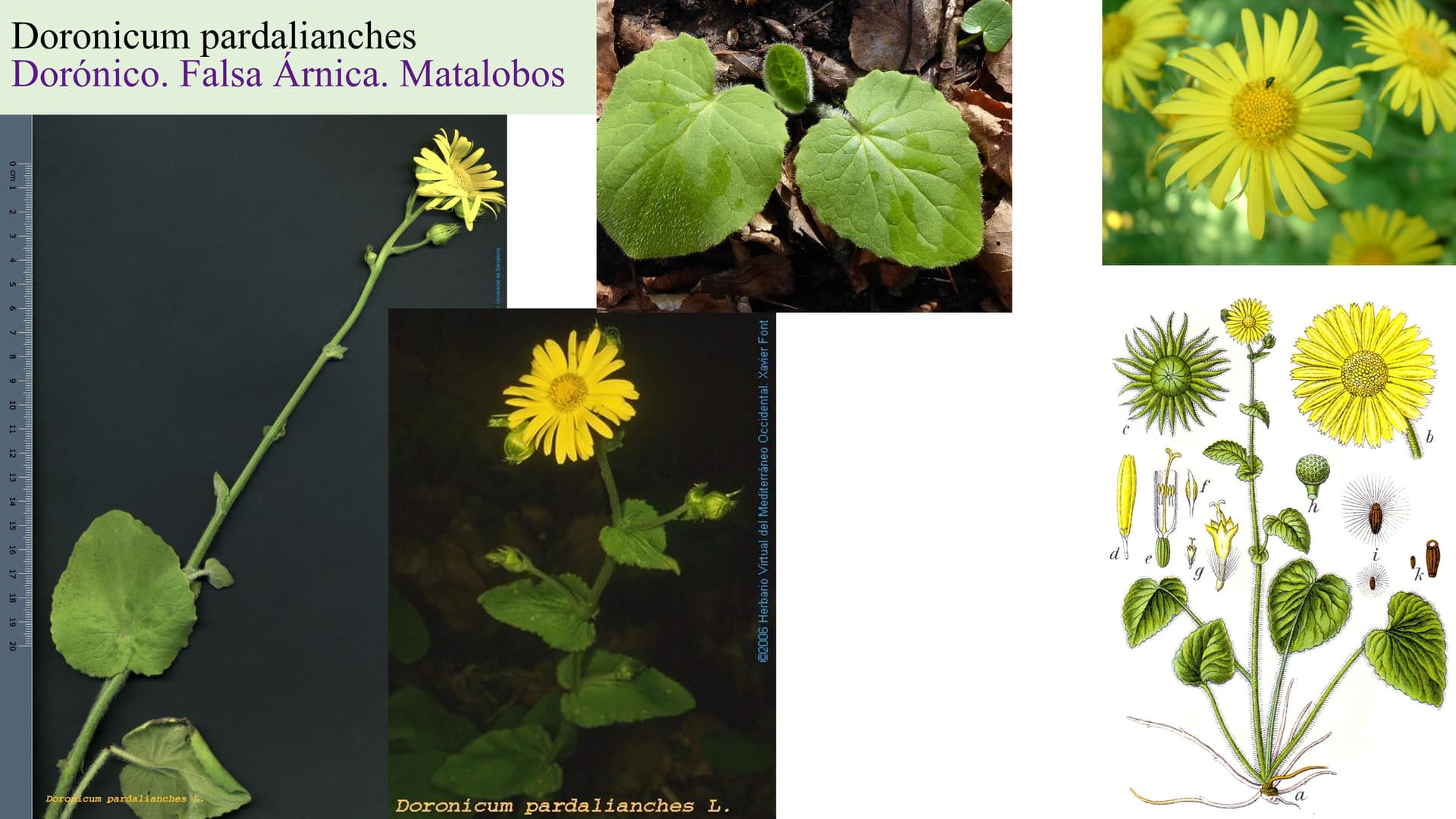 Doronicum pardalianches