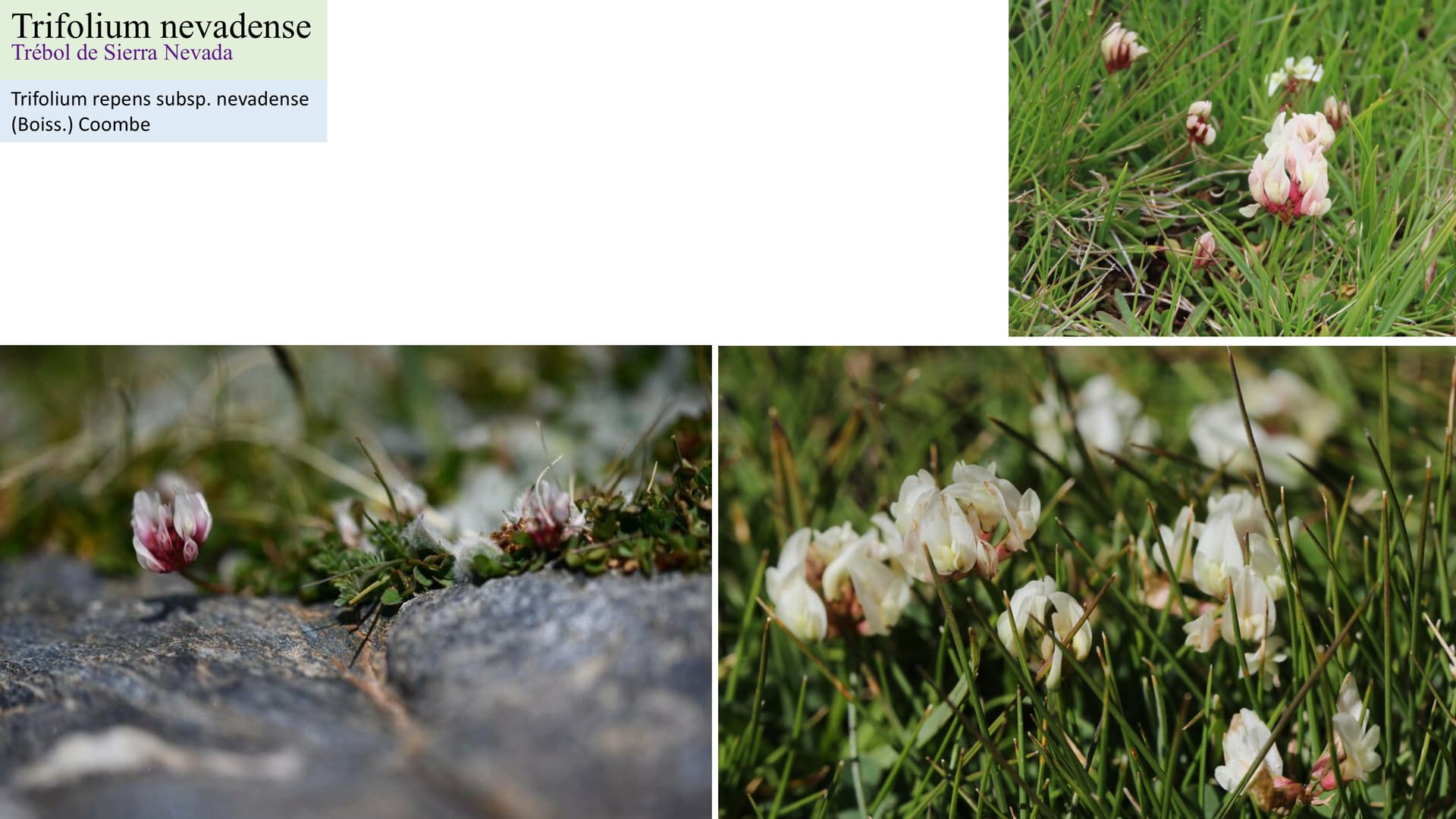 Trifolium nevadense