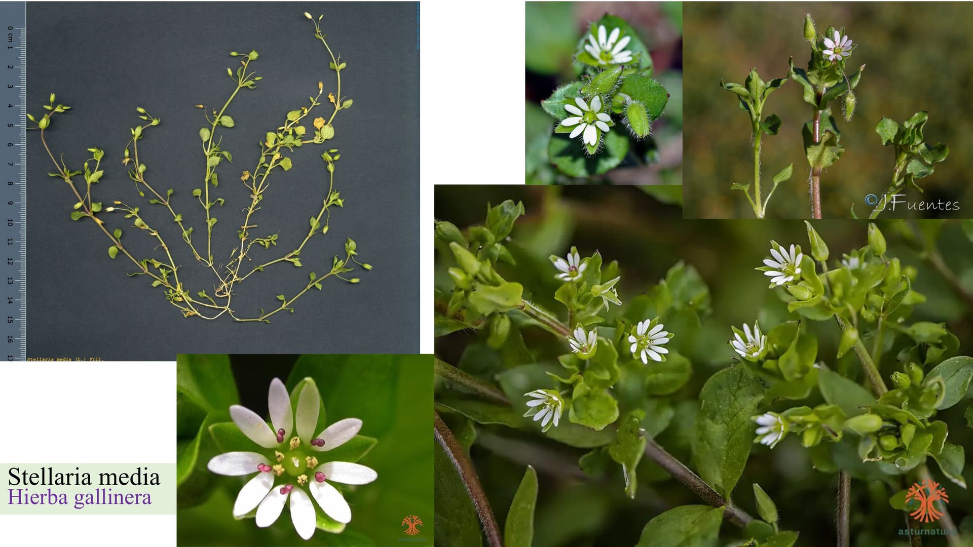 Stellaria media