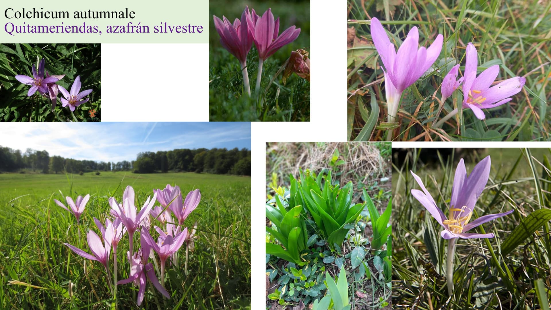Colchicum autumnale