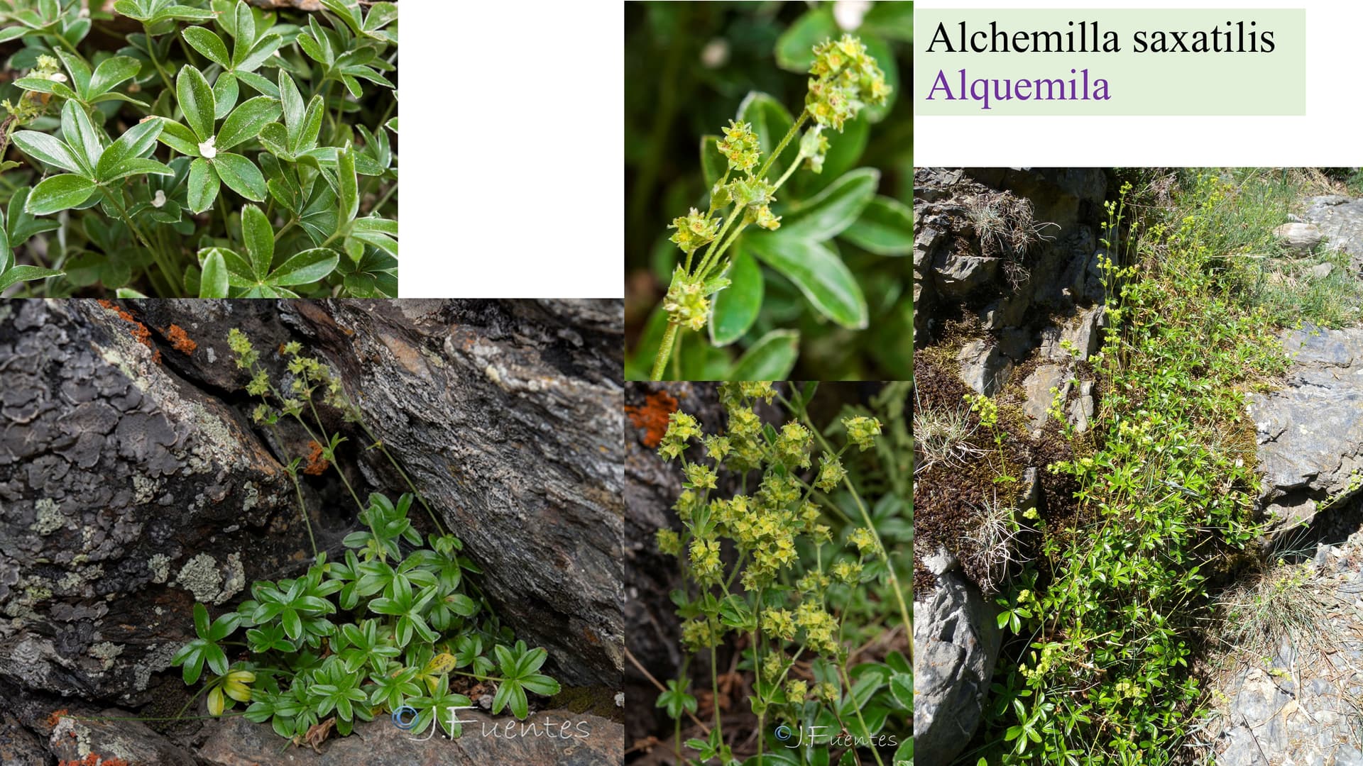 Alchemilla saxatilis