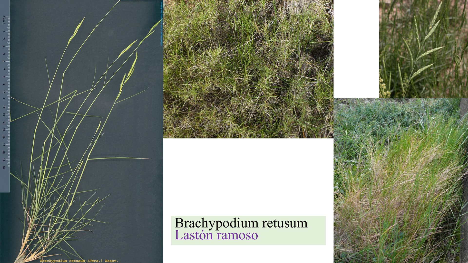Brachypodium retusum