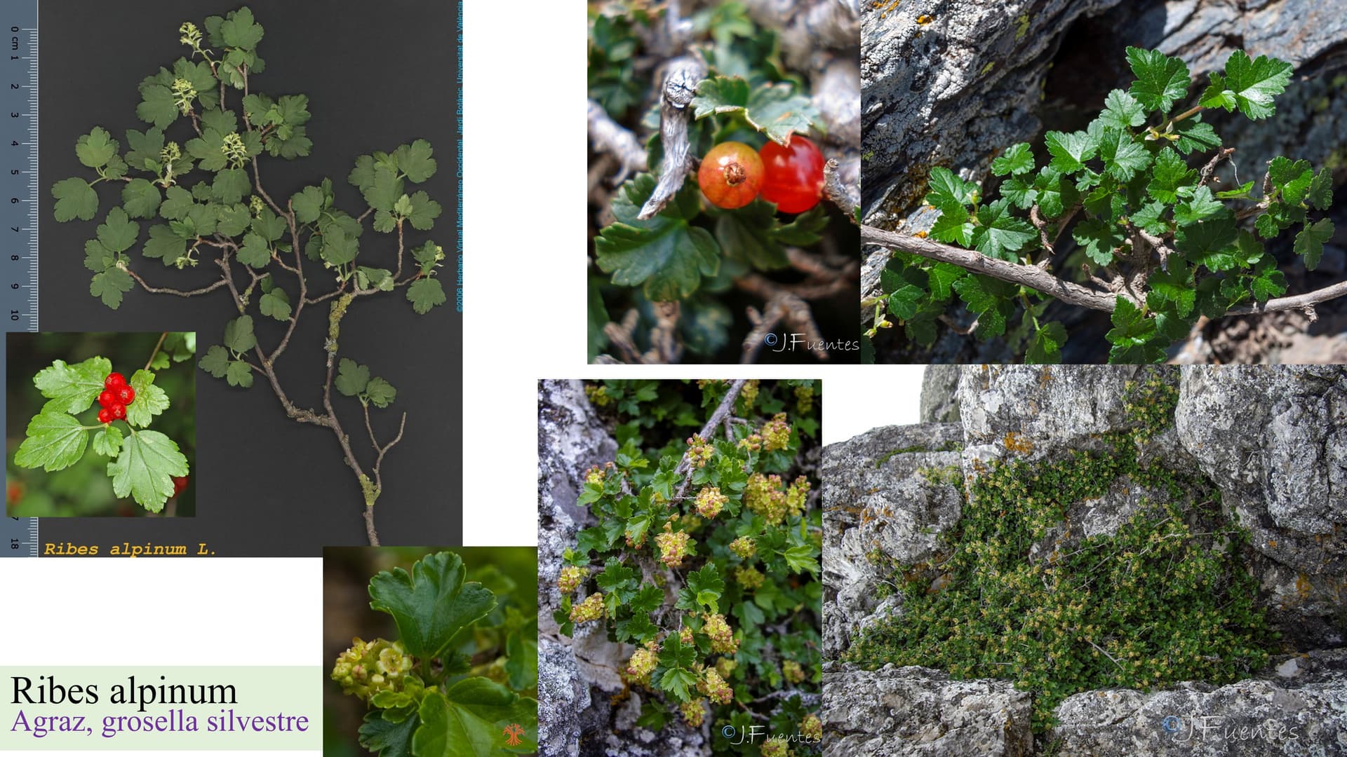 Ribes alpinum