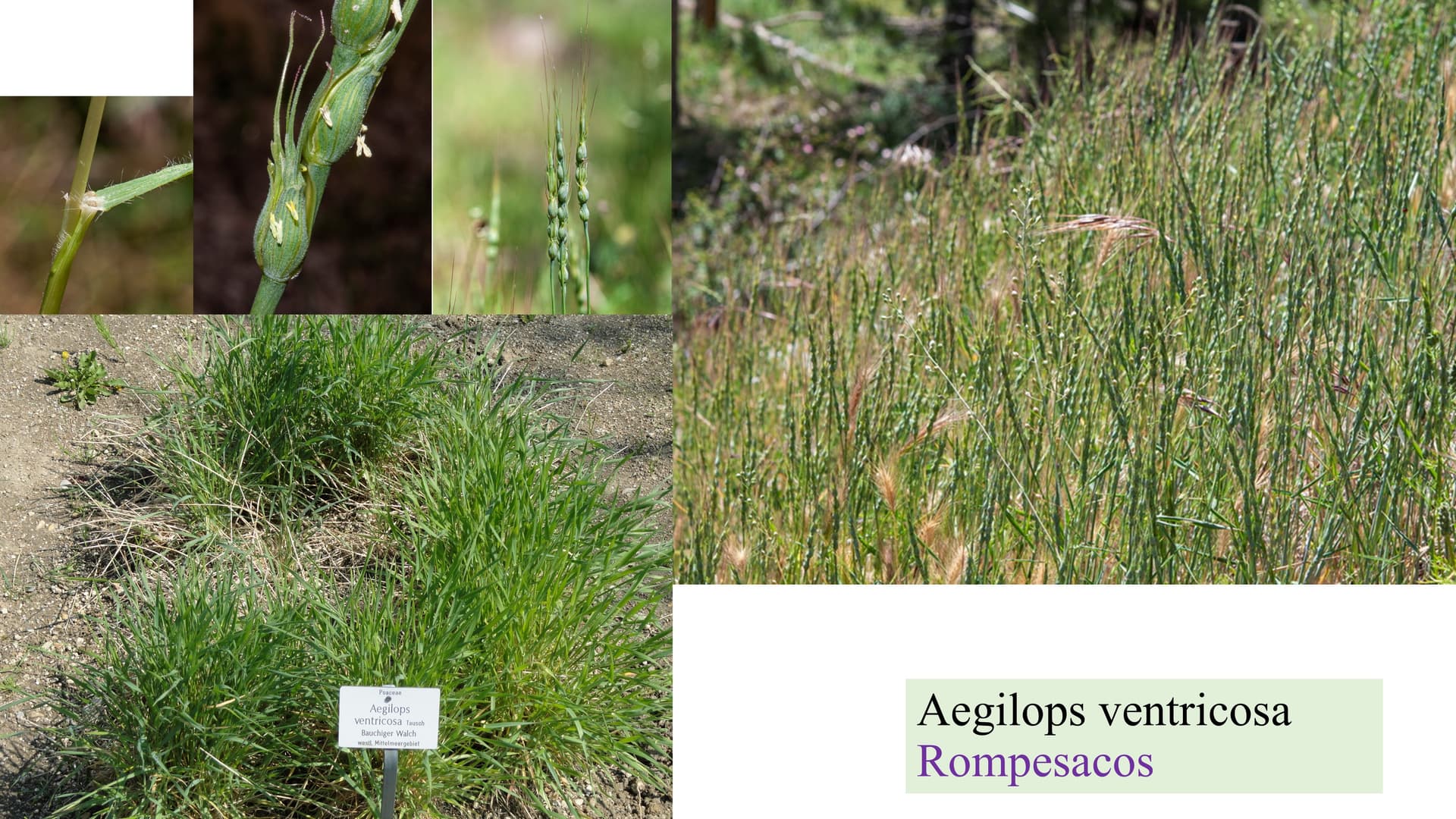 Aegilops