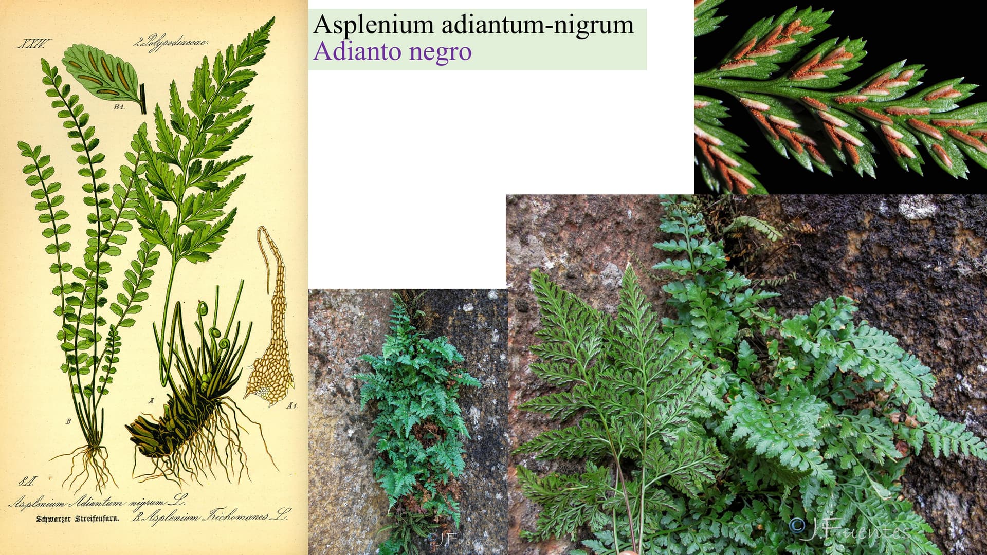 Asplenium adiantum-nigrum