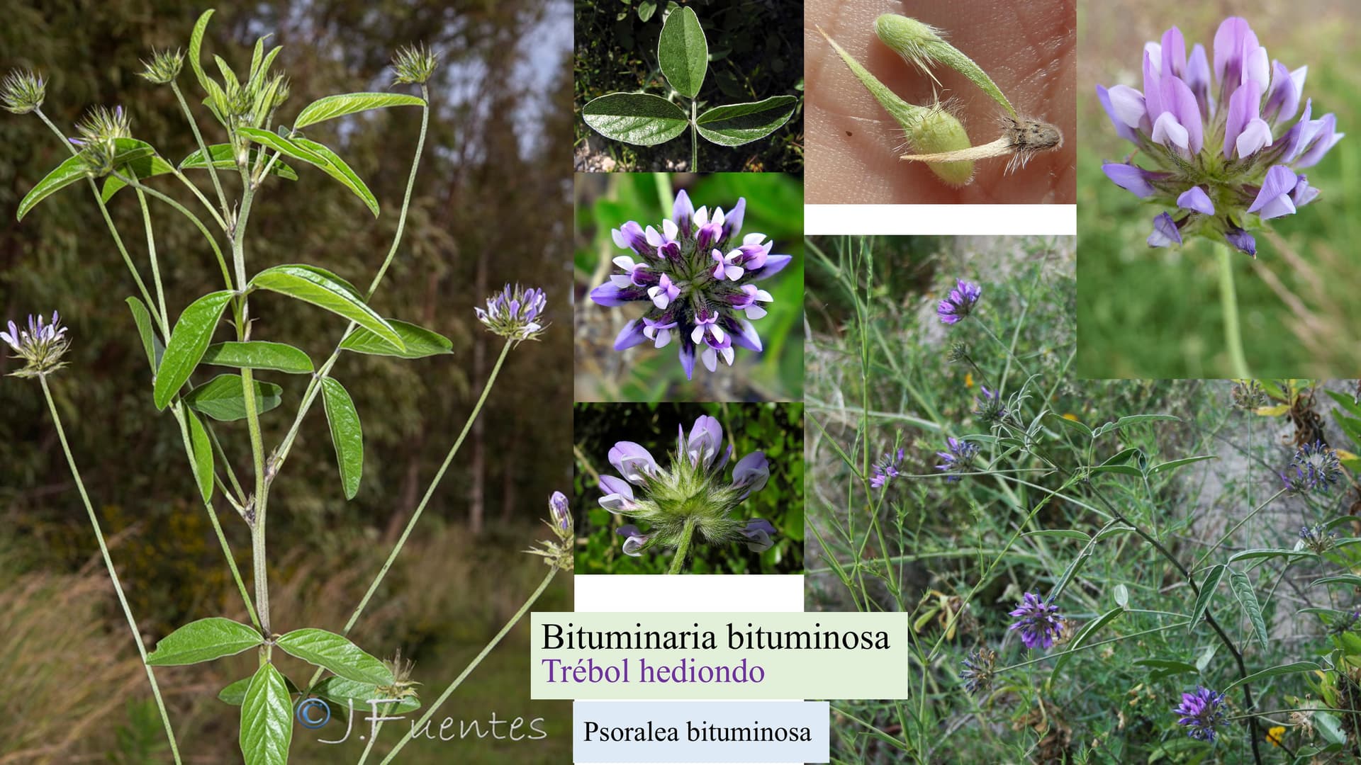 Bituminaria bituminosa