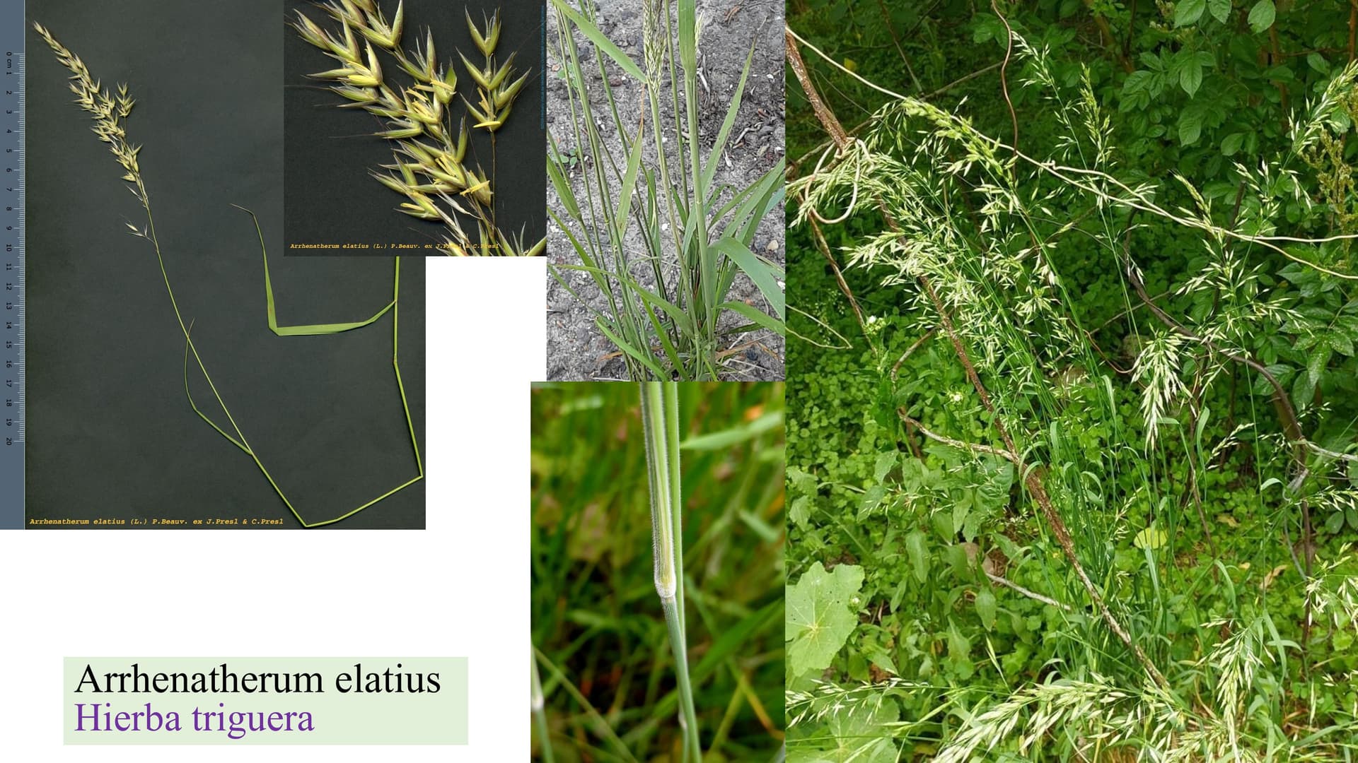 Arrhenatherum elatius