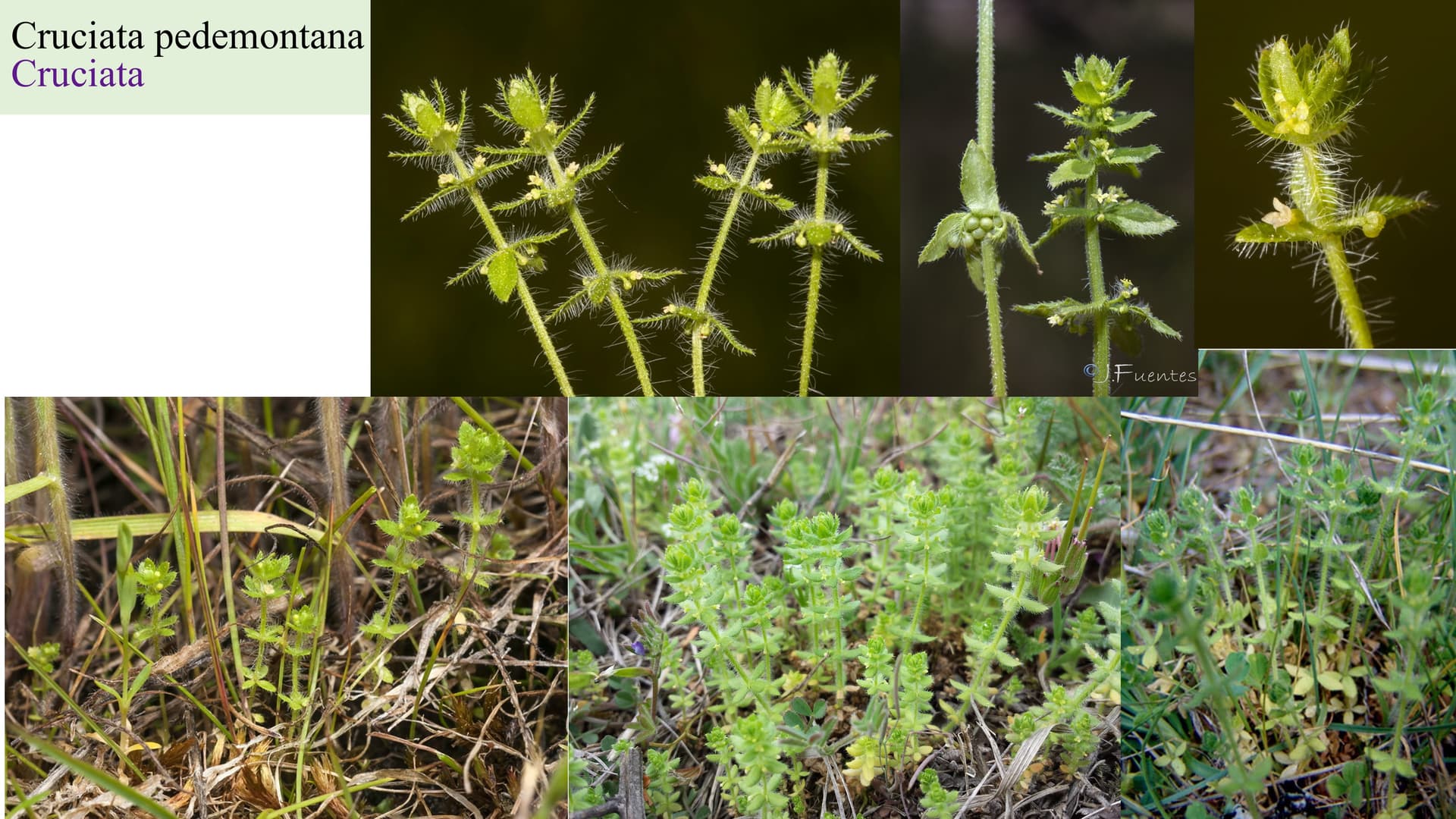 Cruciata pedemontana