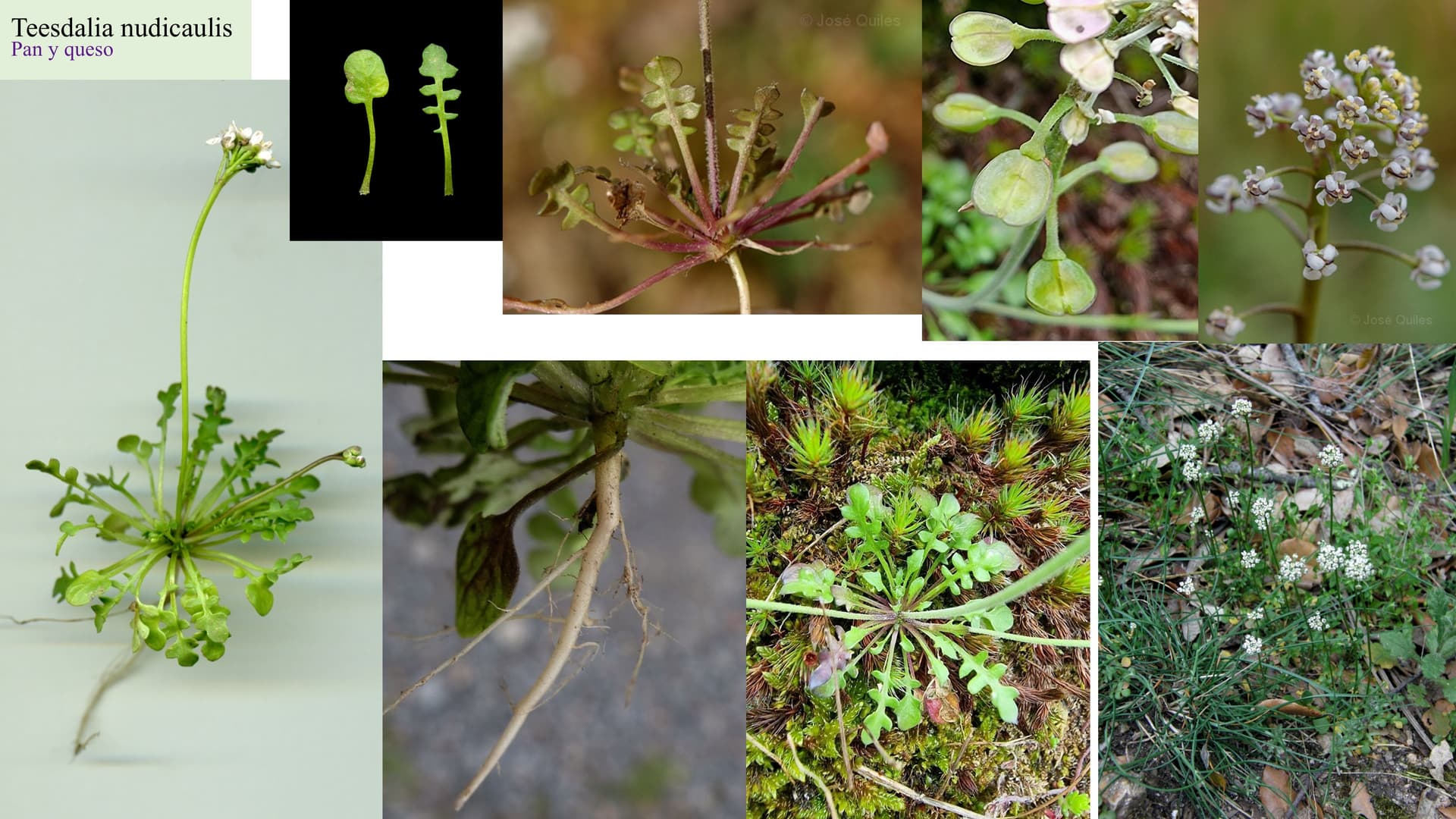 Teesdalia nudicaulis