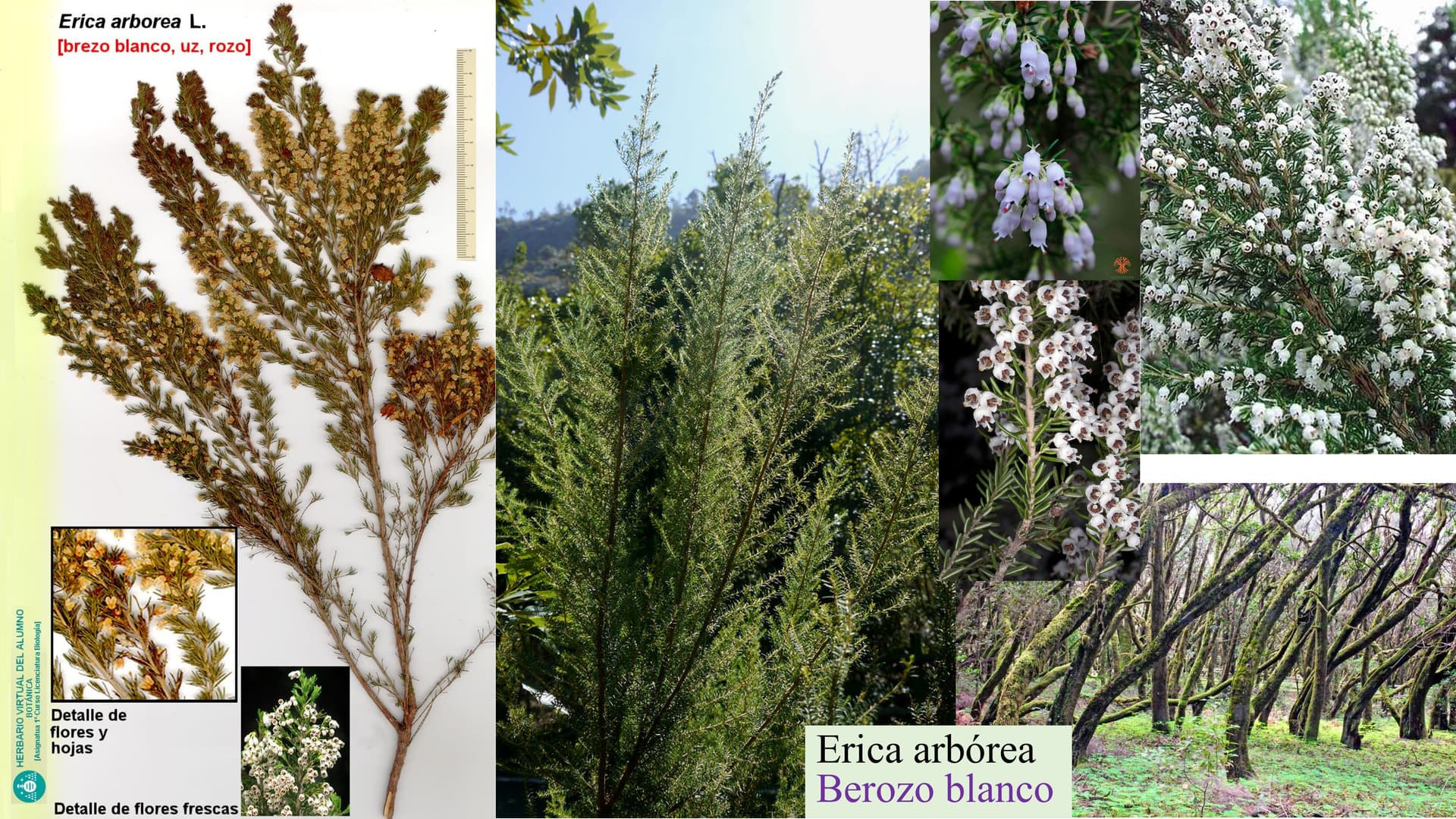 Erica arborea
