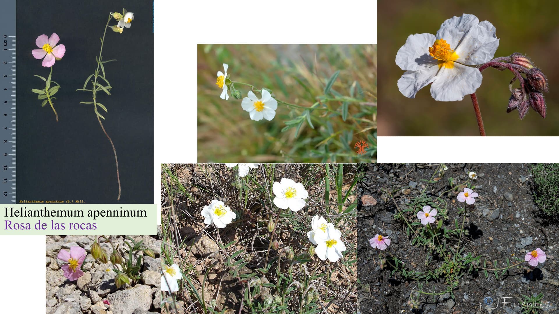 Helianthemum apenninum