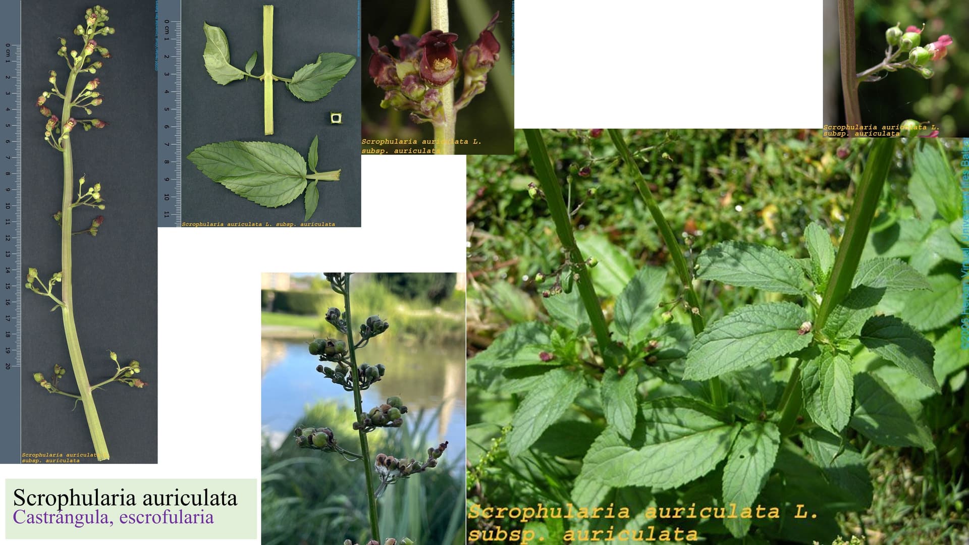 Scrophularia auriculata